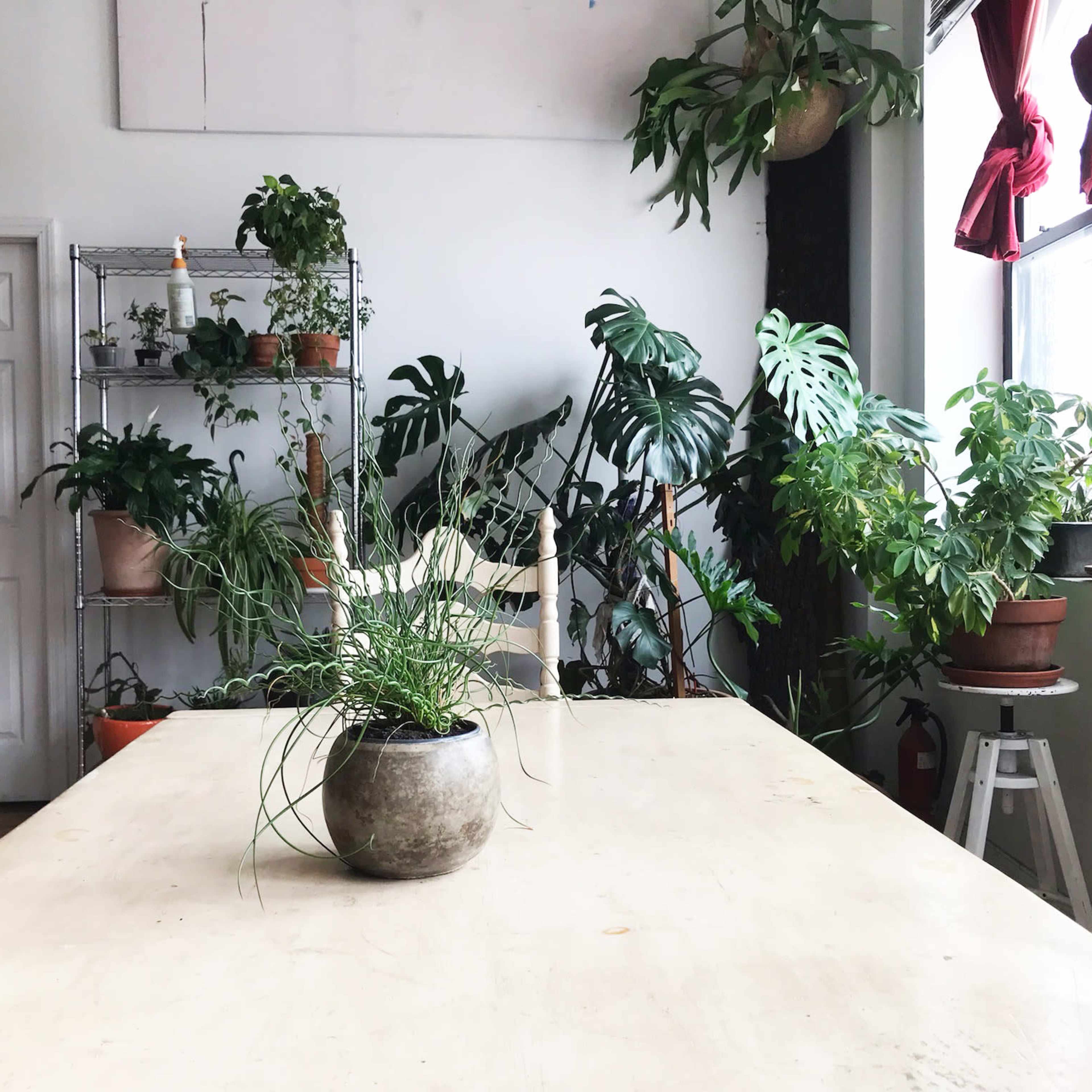 A spacious room features a large table at its center, surrounded by various potted plants and a shelving unit filled with more greenery.