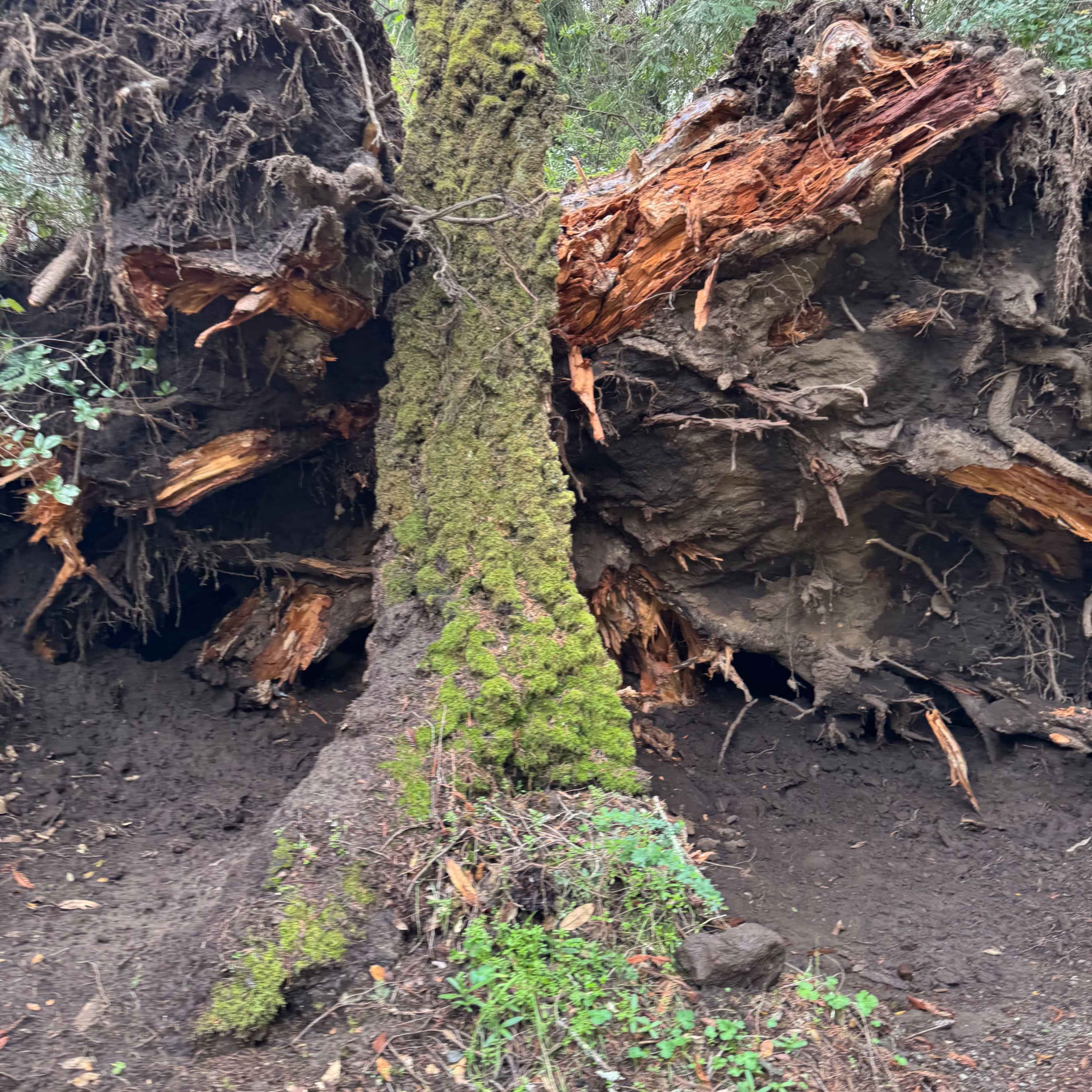 Beautiful Redwood Forest and Meadows, ~15 acres in Santa Cruz mountains Image in , Los Gatos, CA