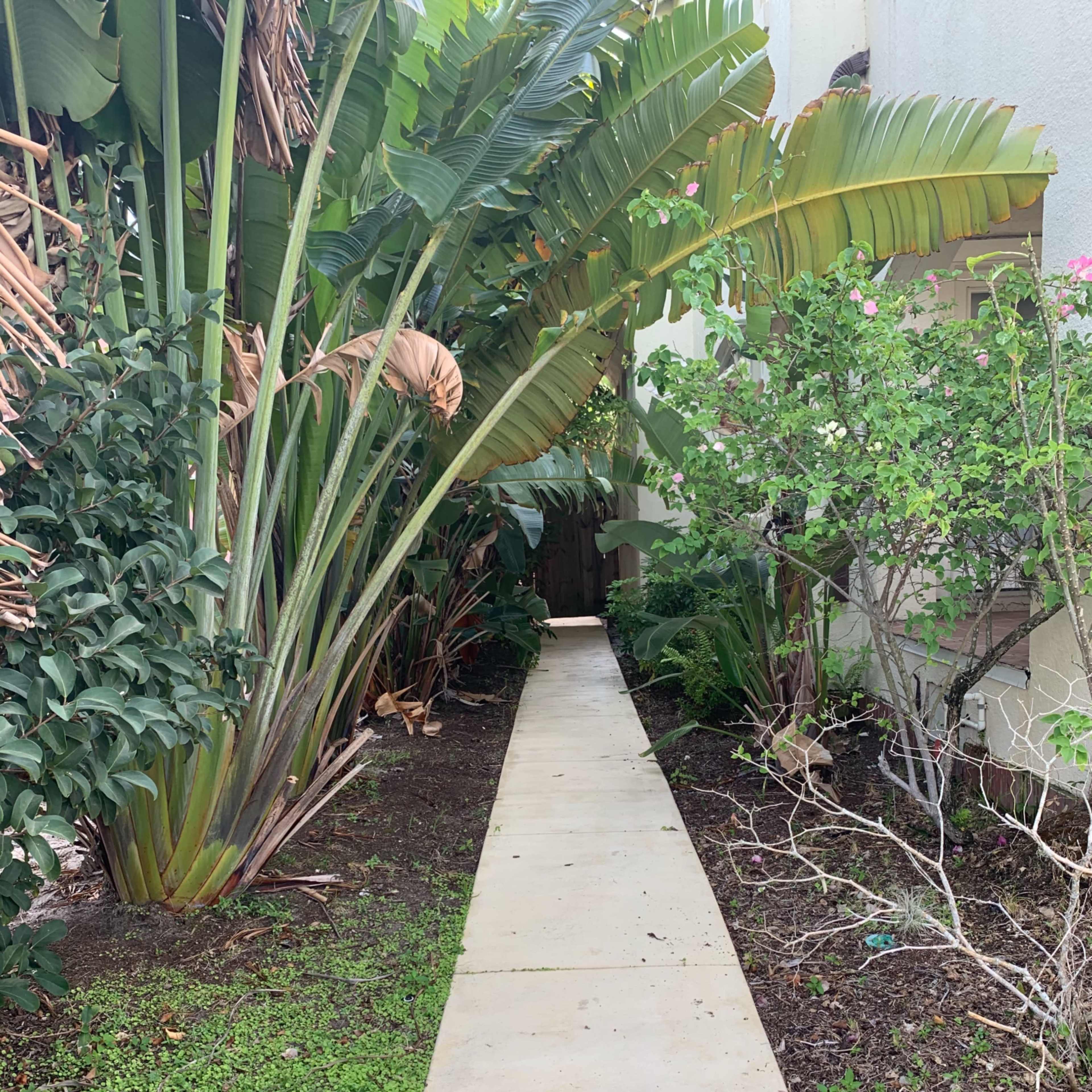 A narrow concrete walkway is flanked by tropical plants and shrubs on either side.