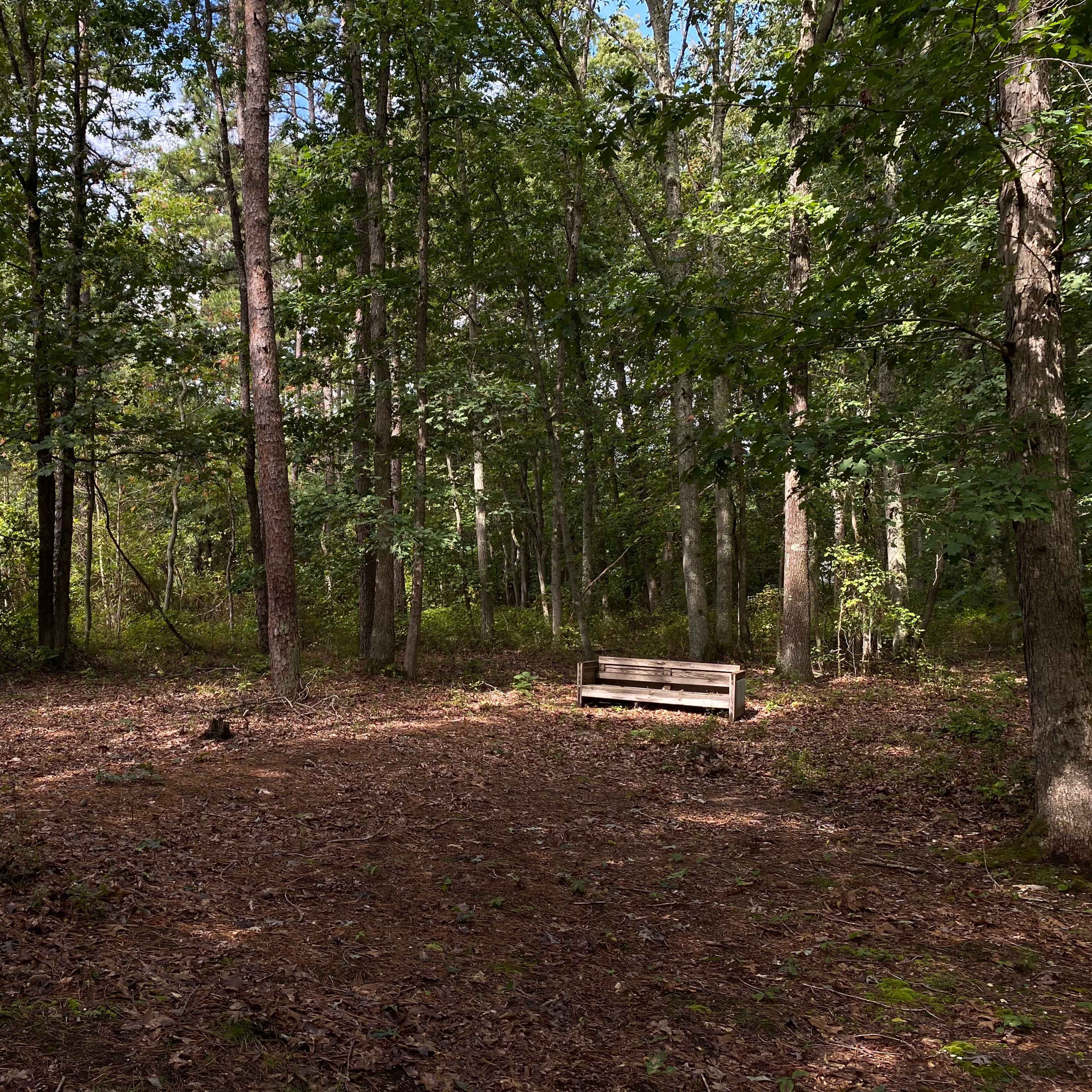 A wooden bench is positioned in a clearing surrounded by tall trees and scattered leaves on the forest floor.