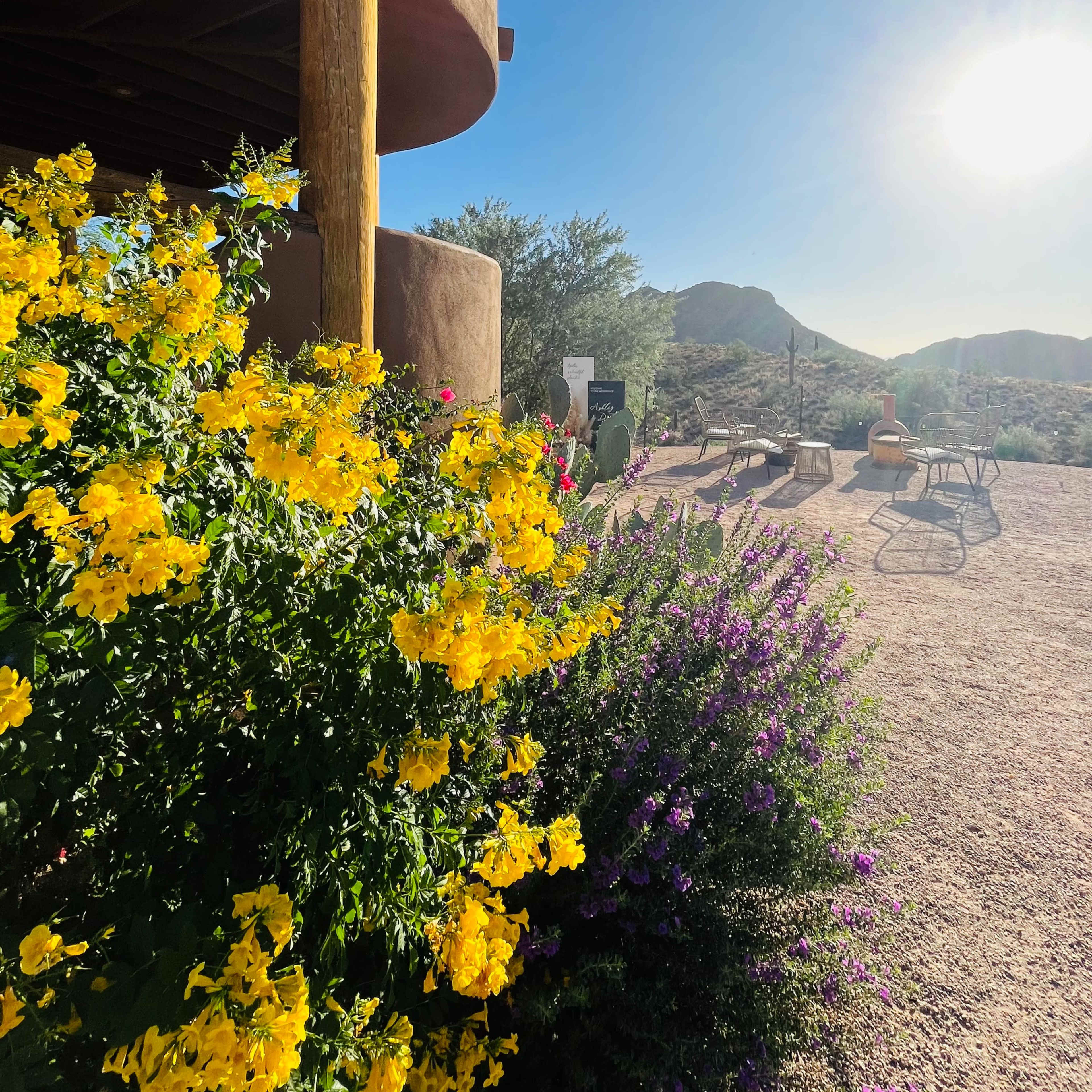 A southwest-style adobe structure is surrounded by vibrant yellow and purple flowers, with a mountain backdrop and clear blue sky.