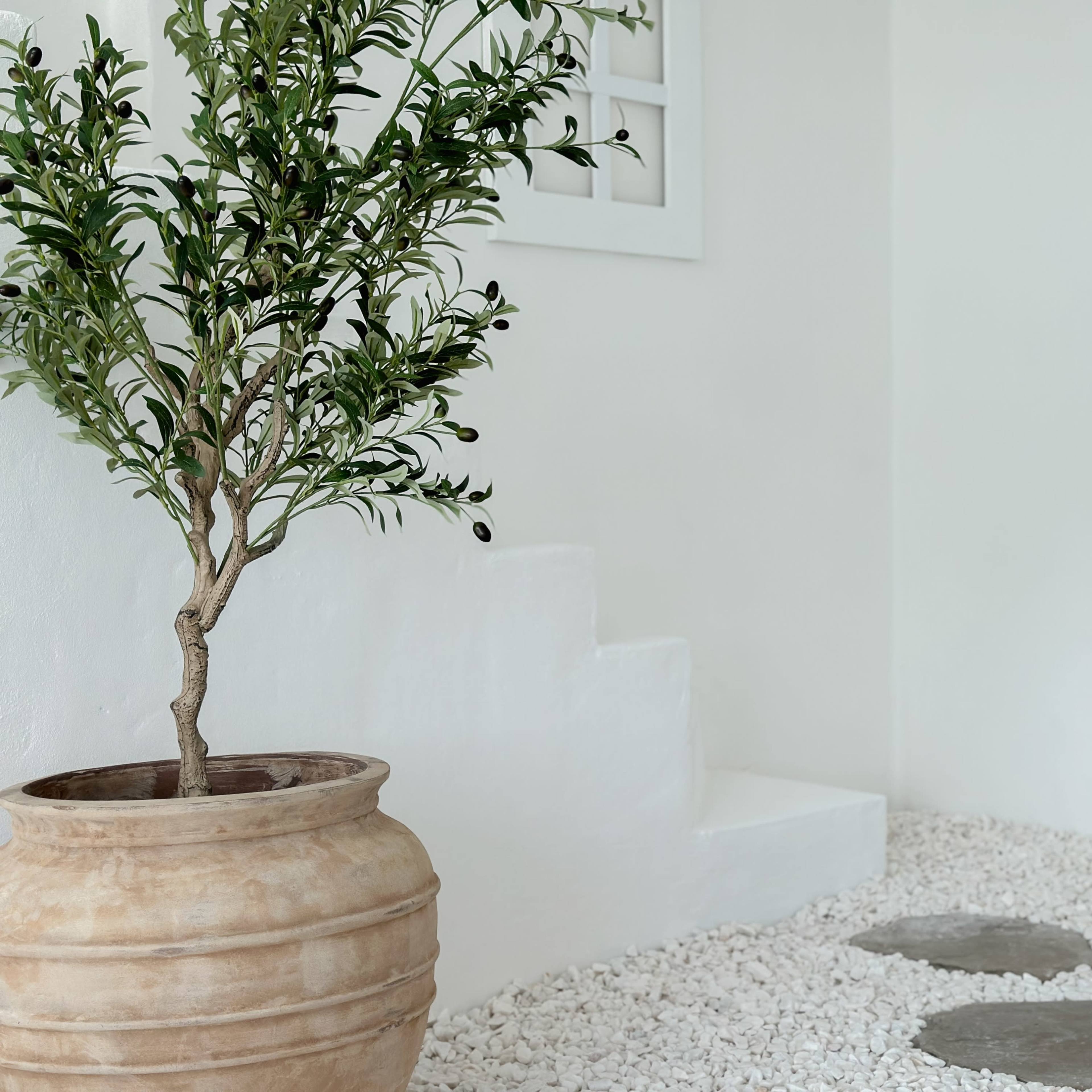 A potted olive tree stands beside a set of white steps on a gravel surface.