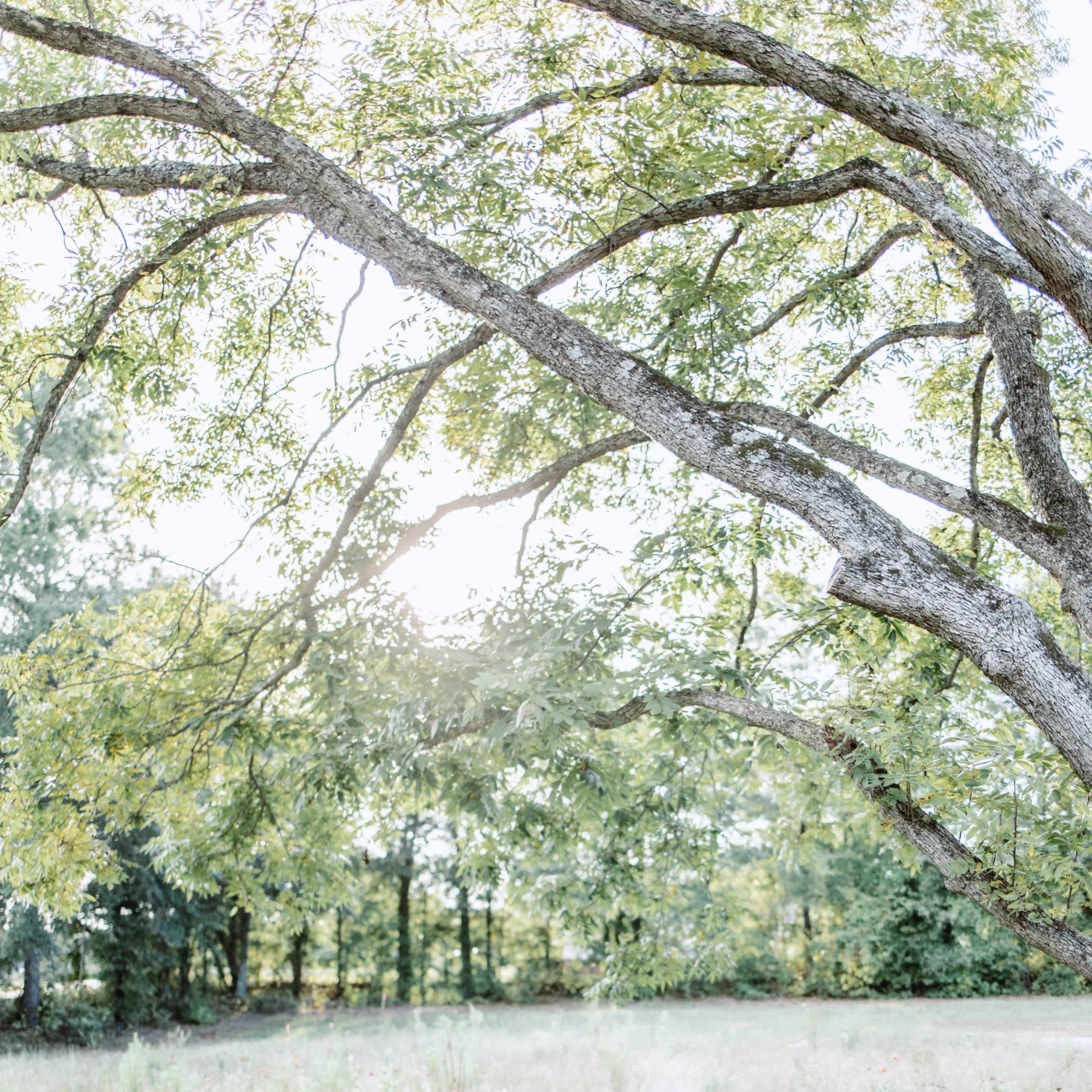 A rustic bench sits under a tree in a grassy field, framed by dappled sunlight.