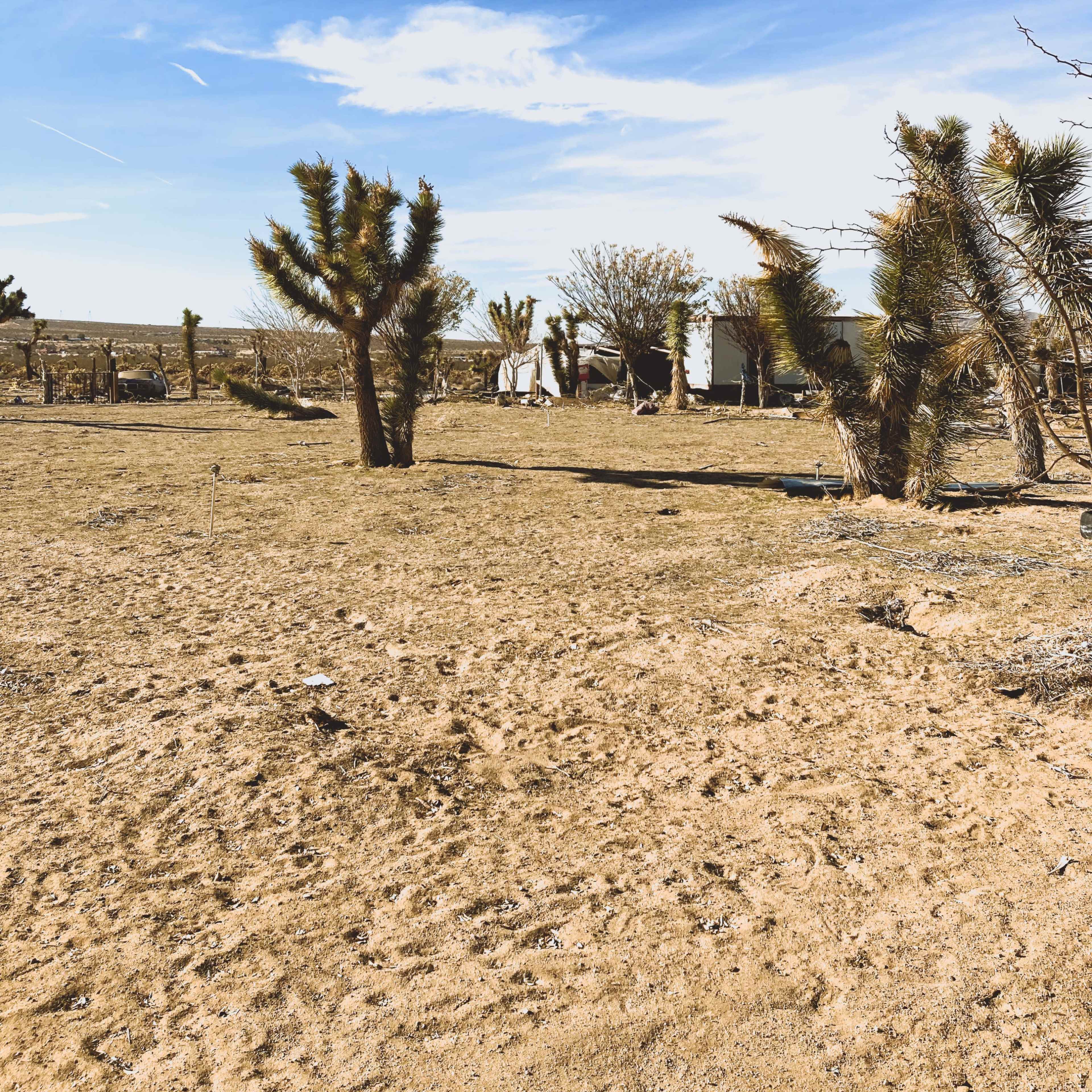 The scene depicts a dry, desert landscape with scattered Joshua trees and a distant structure partially obscured by vegetation.