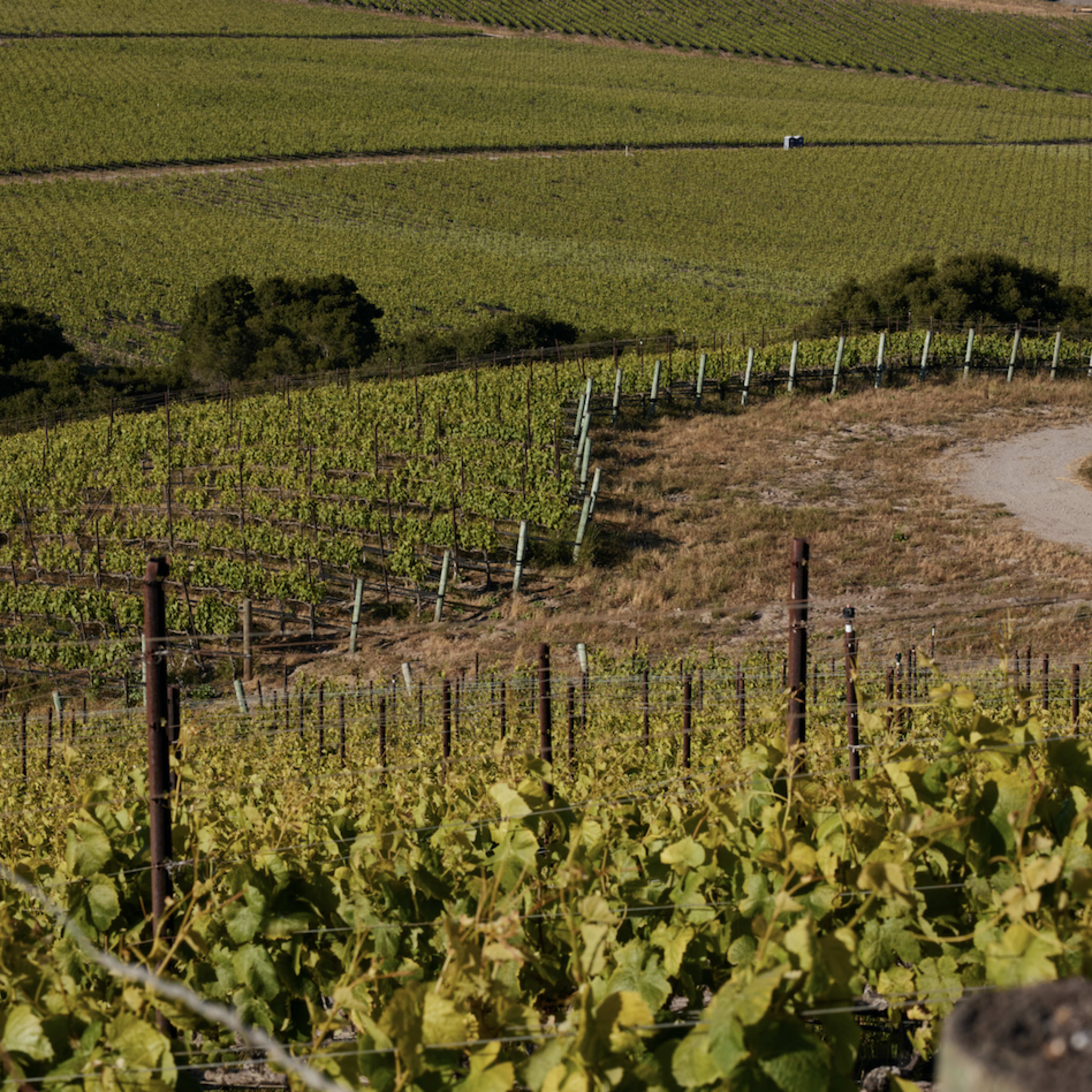 100-Acre Vineyard with Rustic Ranch Backdrops Image in , Lompoc, CA