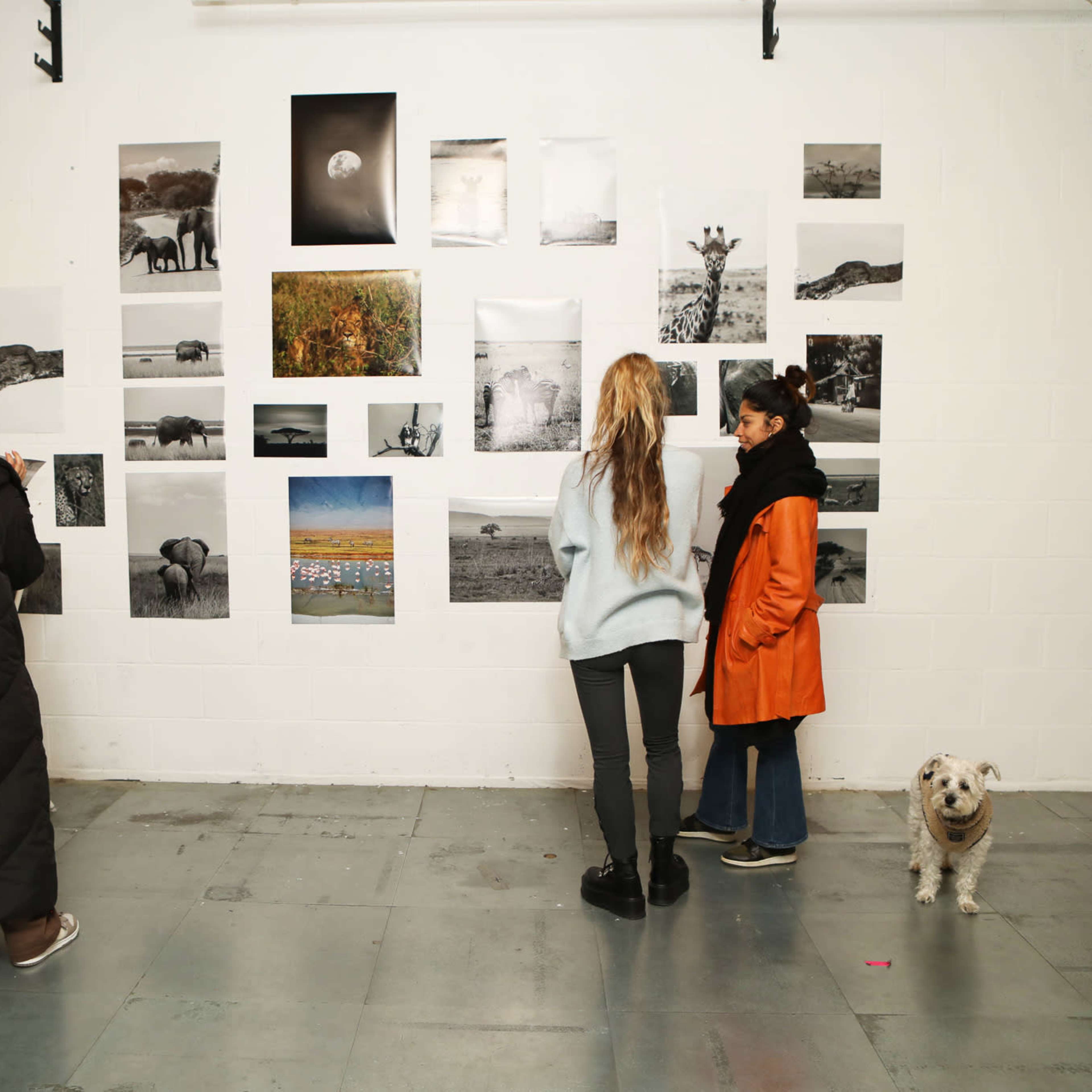 A group of four people and a dog are viewing a series of black-and-white photographs displayed on a gallery wall.