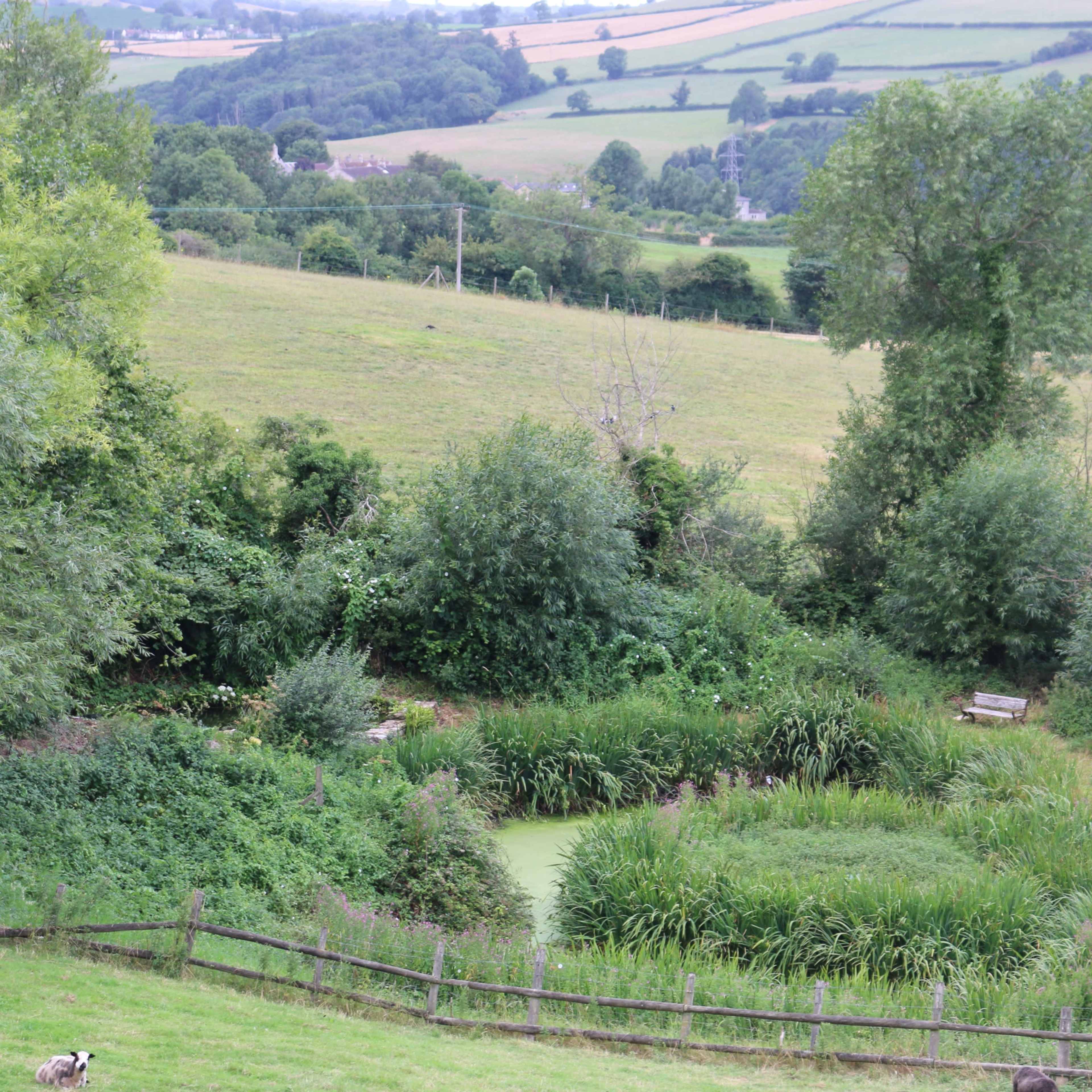 A dog stands in a grassy area overlooking a lush, green landscape with dense vegetation and a small pond surrounded by trees.