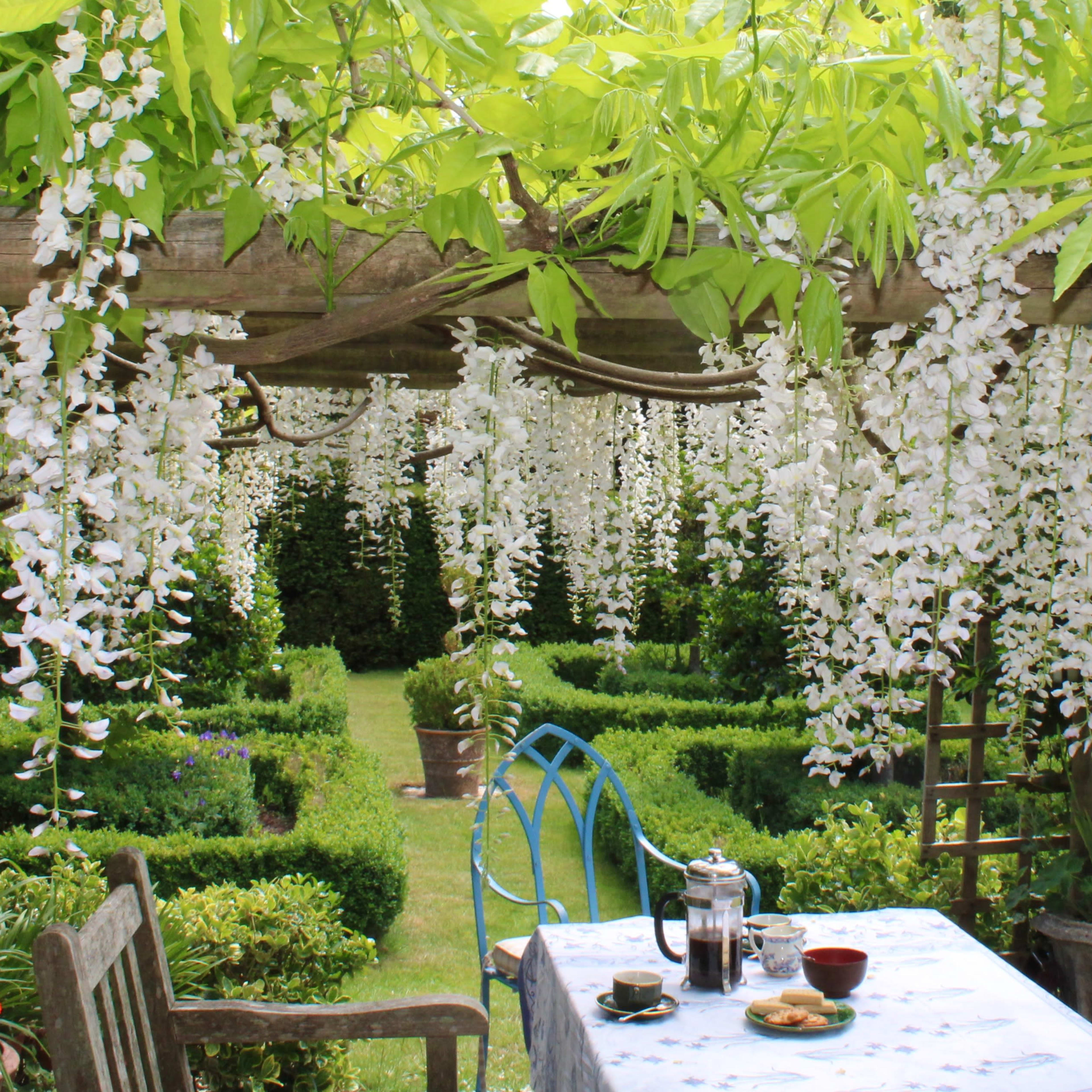 A table set for tea sits under a pergola adorned with cascading white flowers, overlooking a neatly manicured garden.