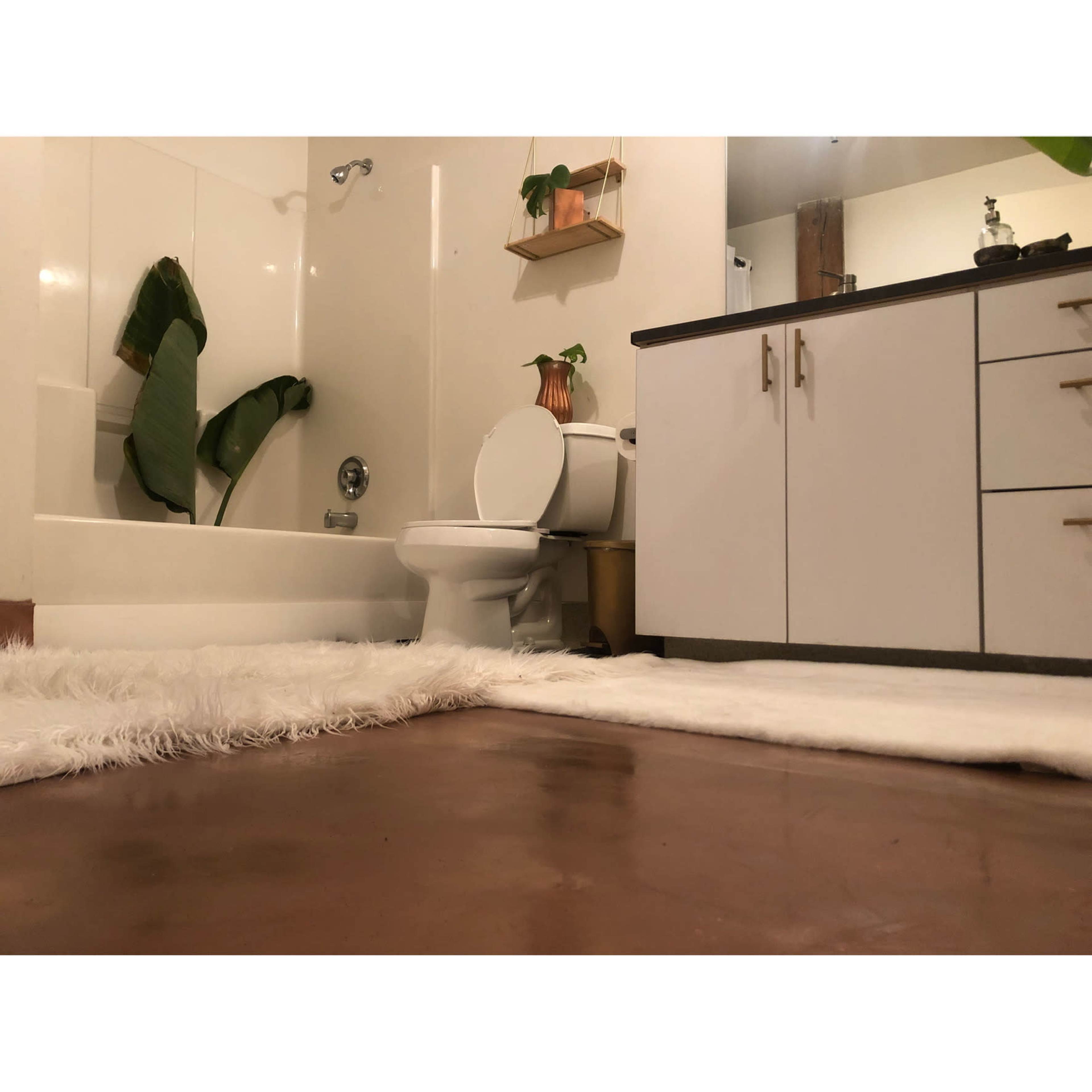 A bathroom with a shower, a toilet, and a vanity, featuring a plant on the countertop and a rug on the floor.