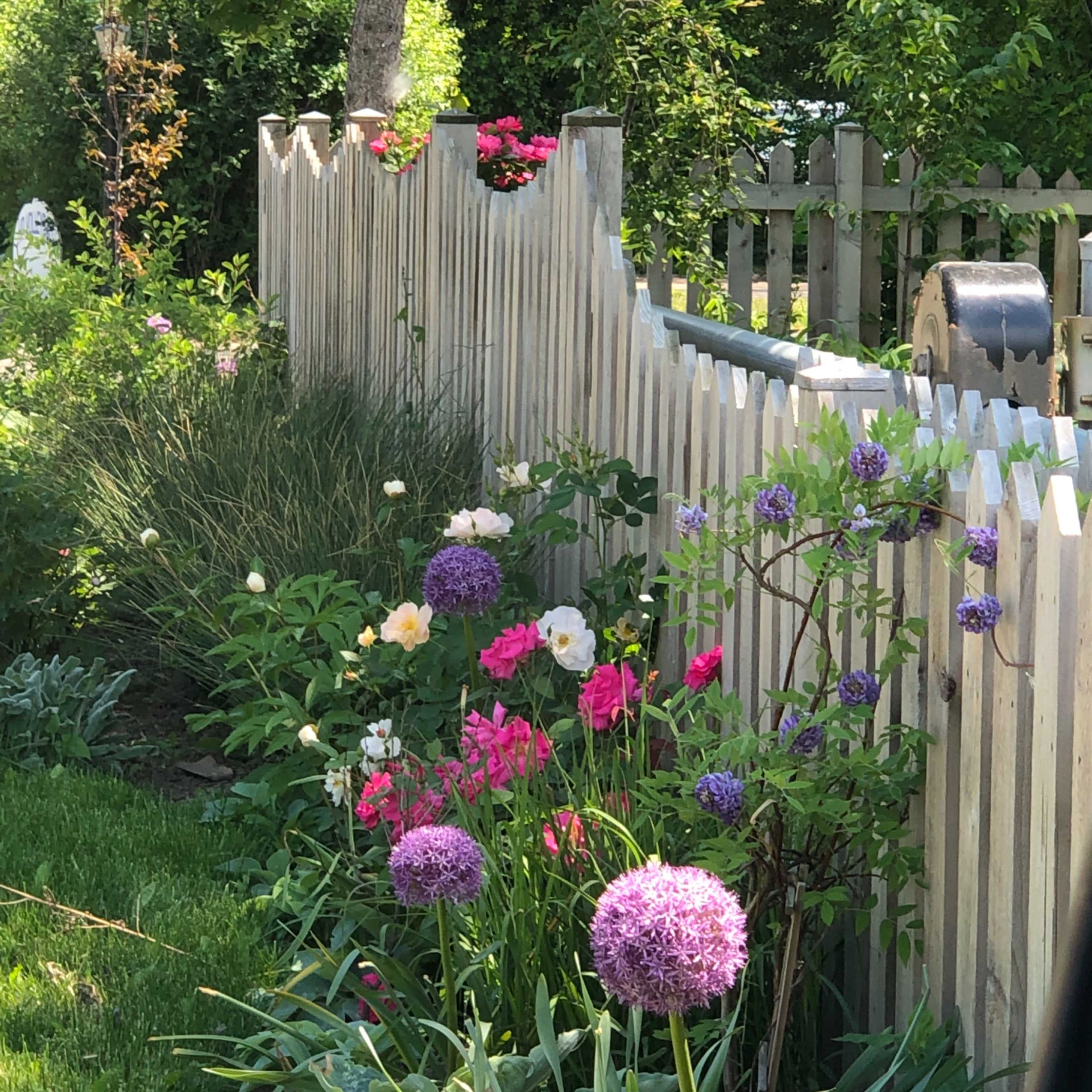 A wooden picket fence adorned with colorful flowers, including alliums, peonies, and petunias, alongside a lush garden.