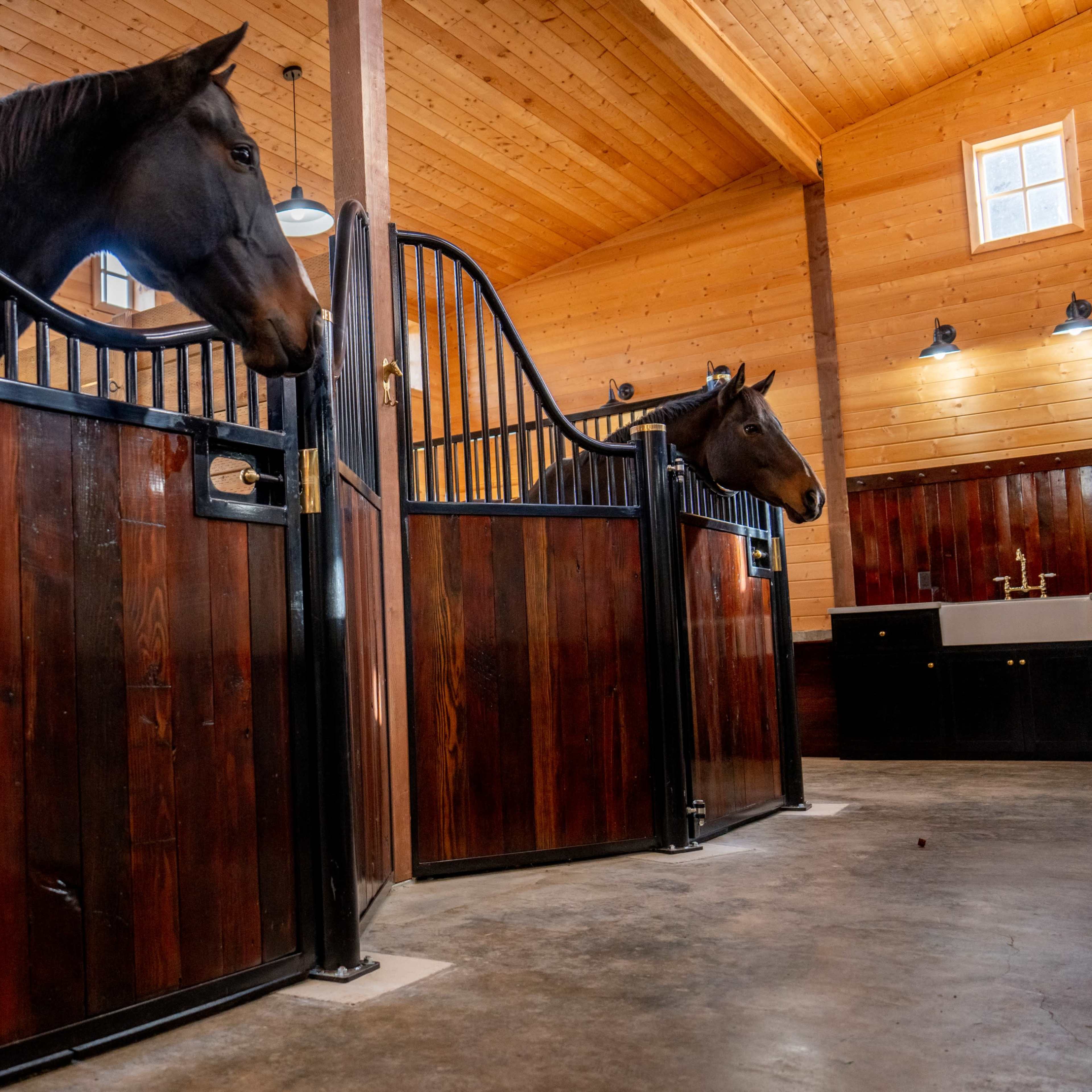 Two horses stand in adjacent stalls inside a wooden horse barn.