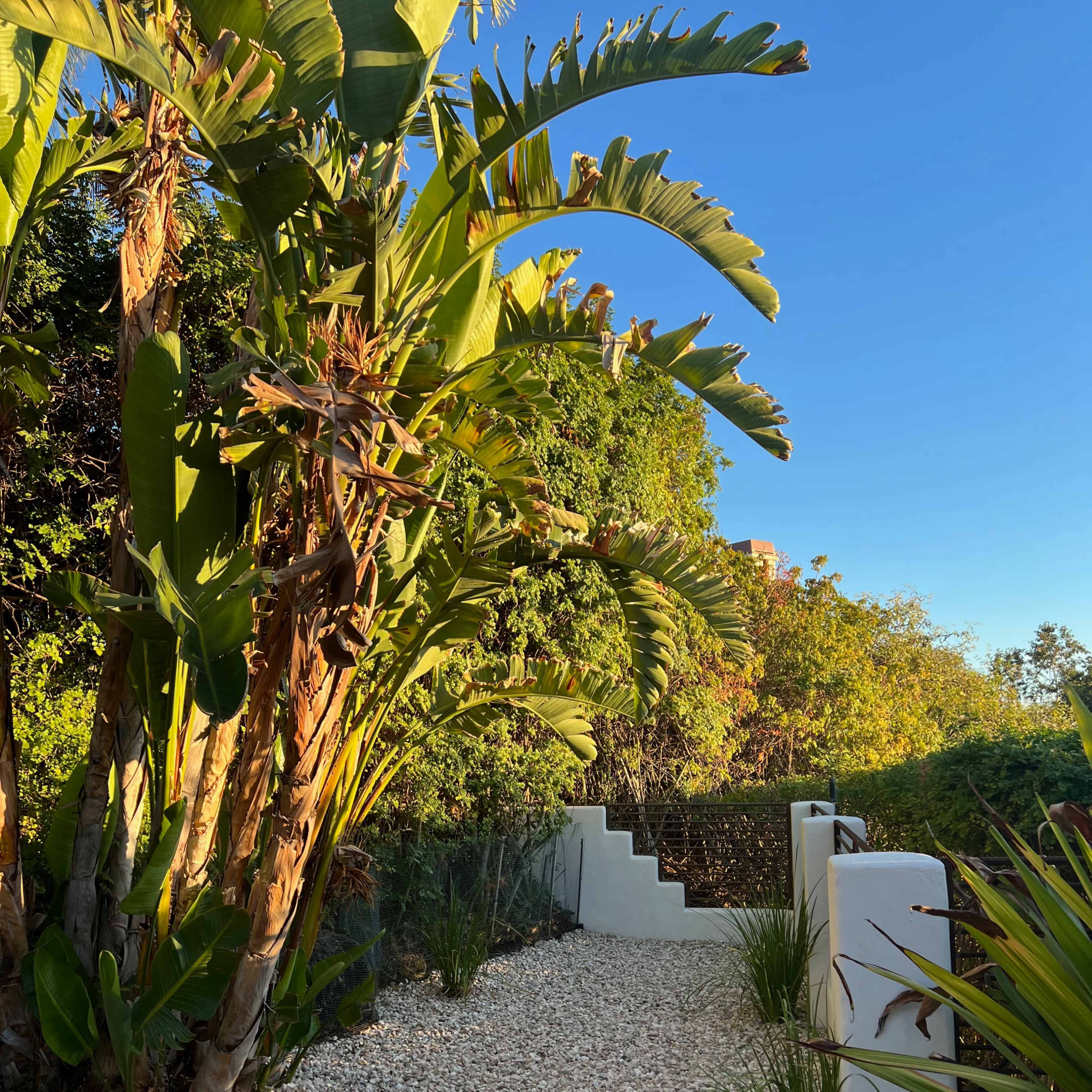 The path is lined with palm trees and leads to a set of stairs surrounded by lush greenery.