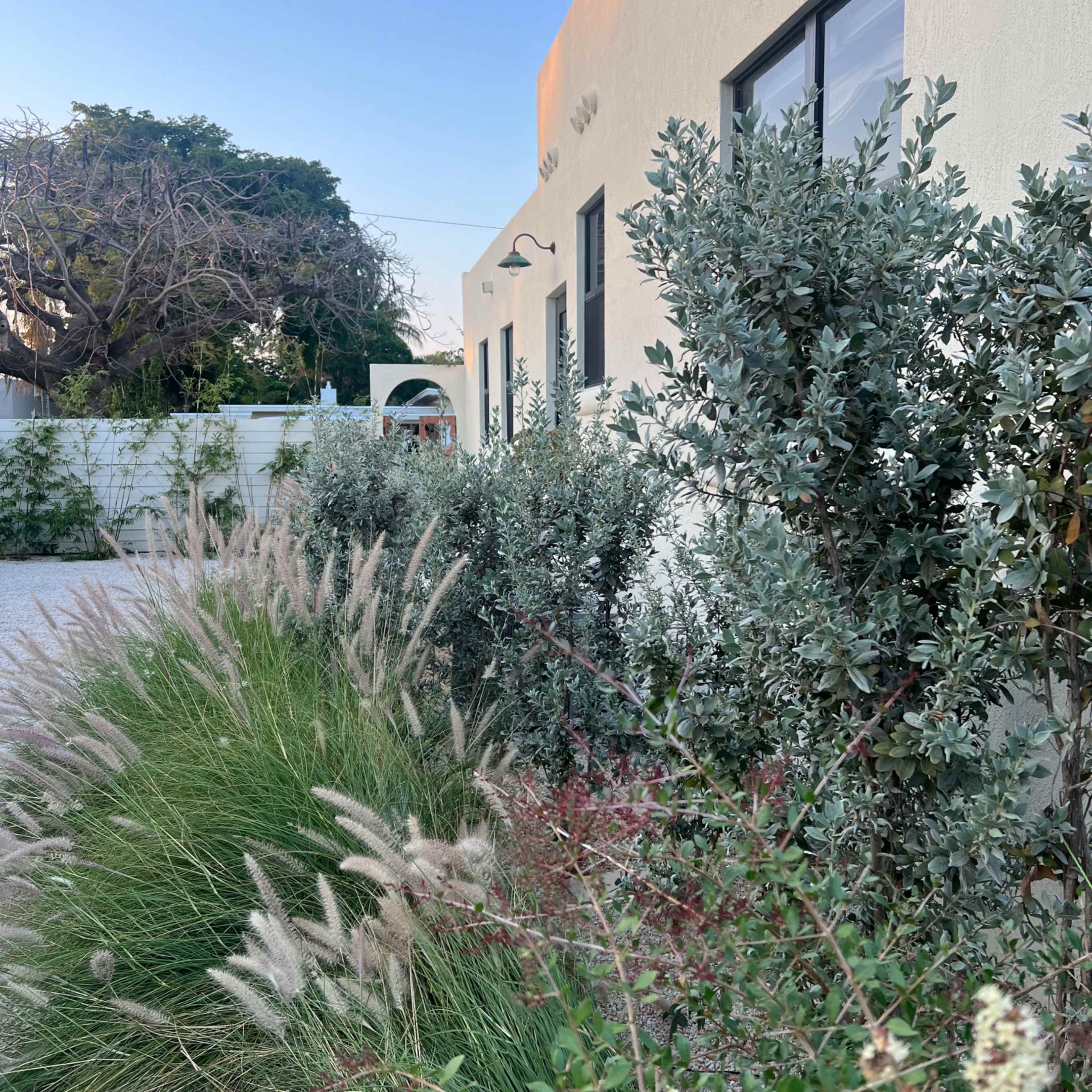 A pathway lined with greenery and ornamental grasses leads to a white building with windows.
