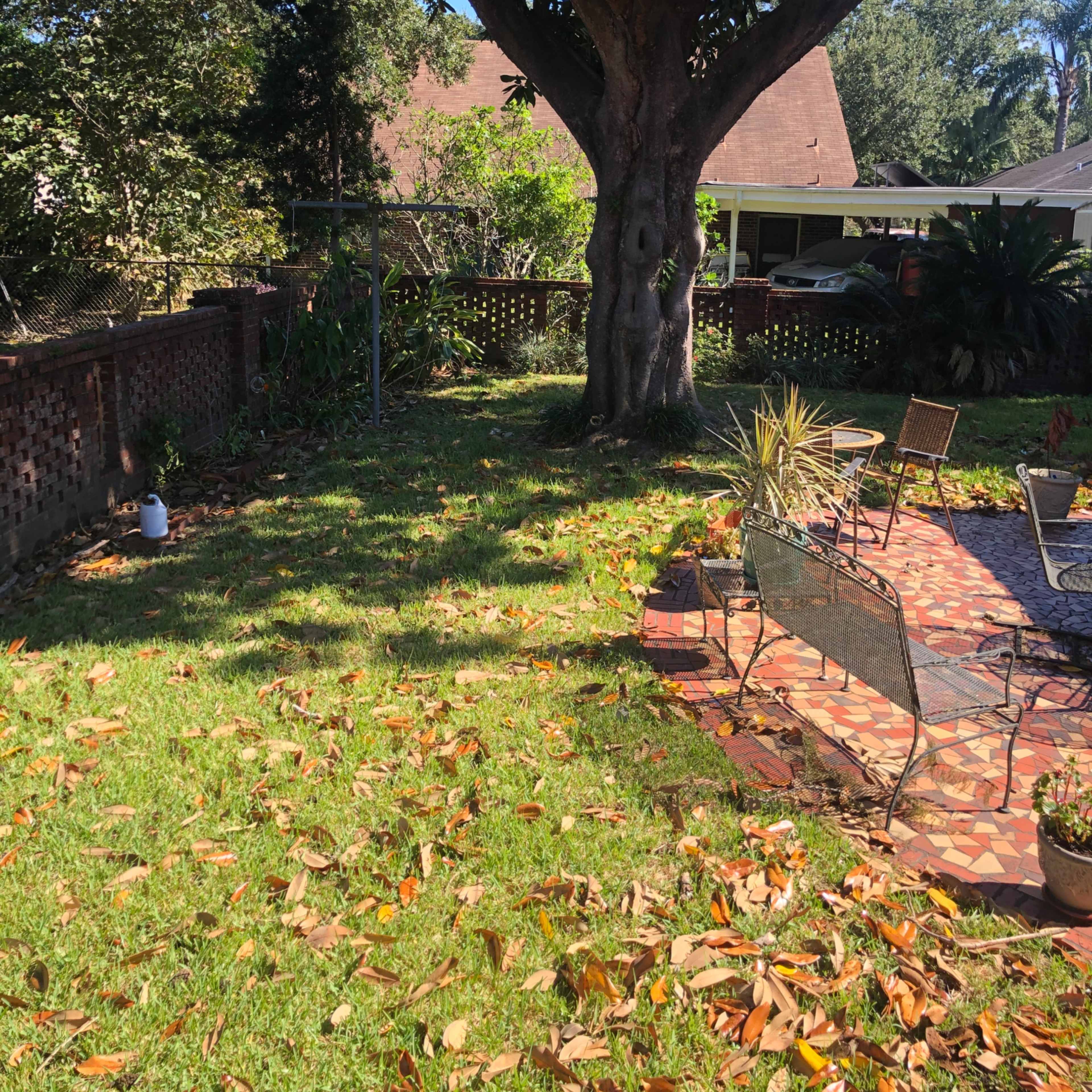 A large magnolia tree stands in a backyard with scattered leaves and patio furniture.