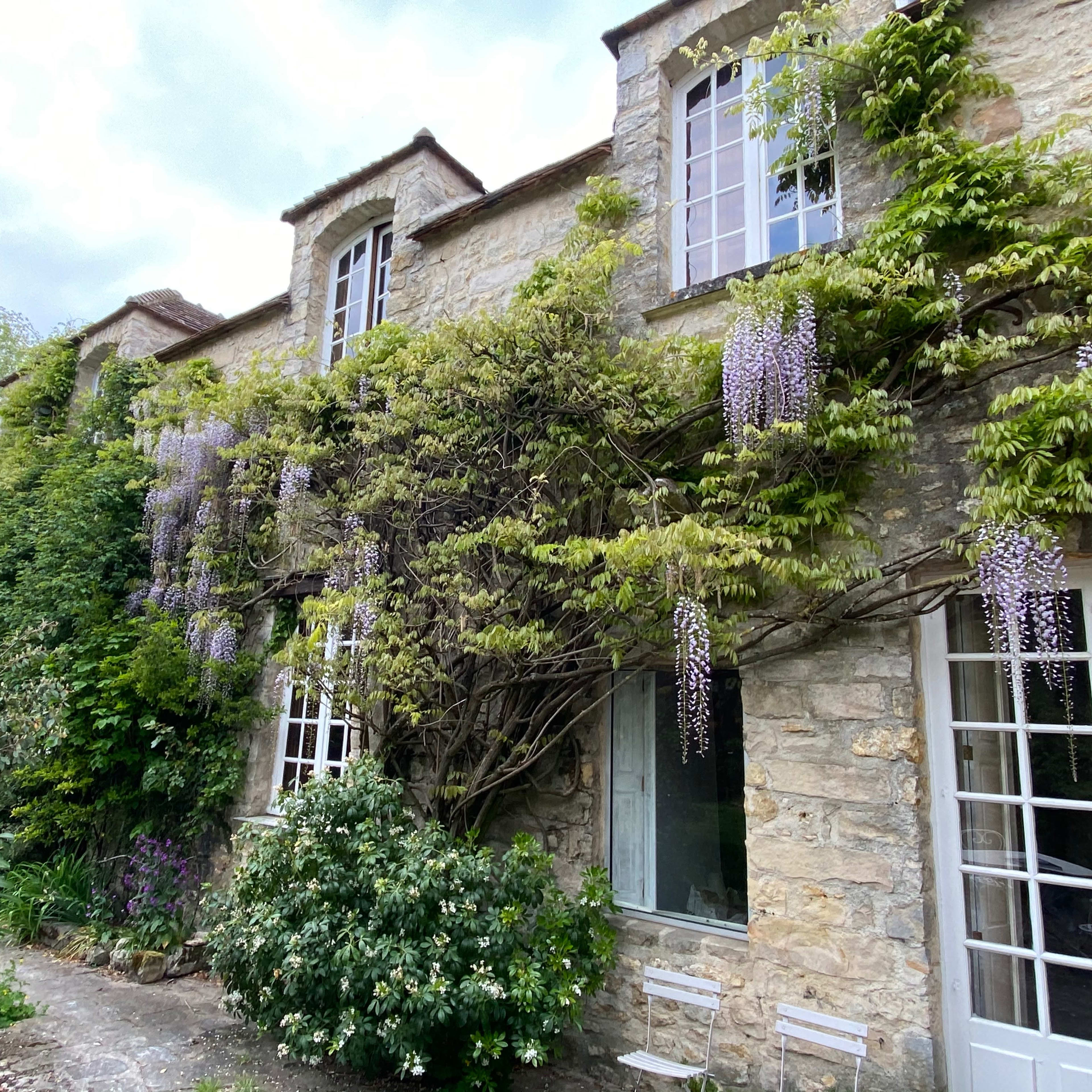A stone house with large windows, covered in climbing plants and wisteria blooms.