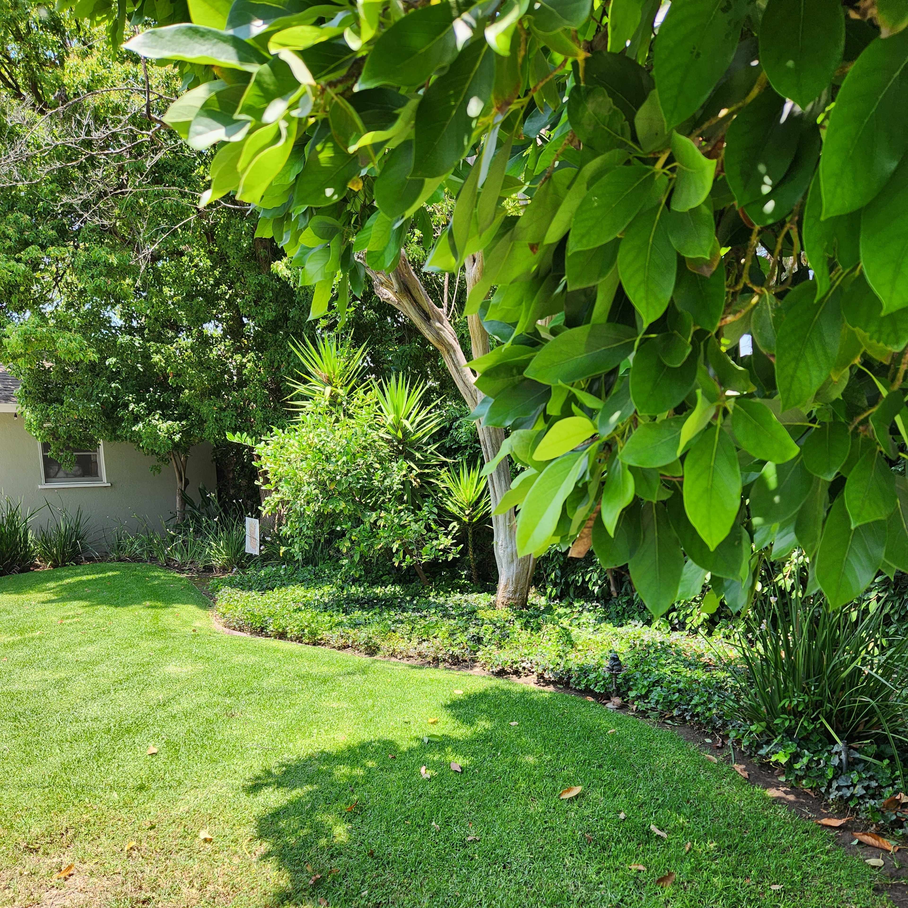 A landscaped yard with a curved grass path bordered by various plants and trees.