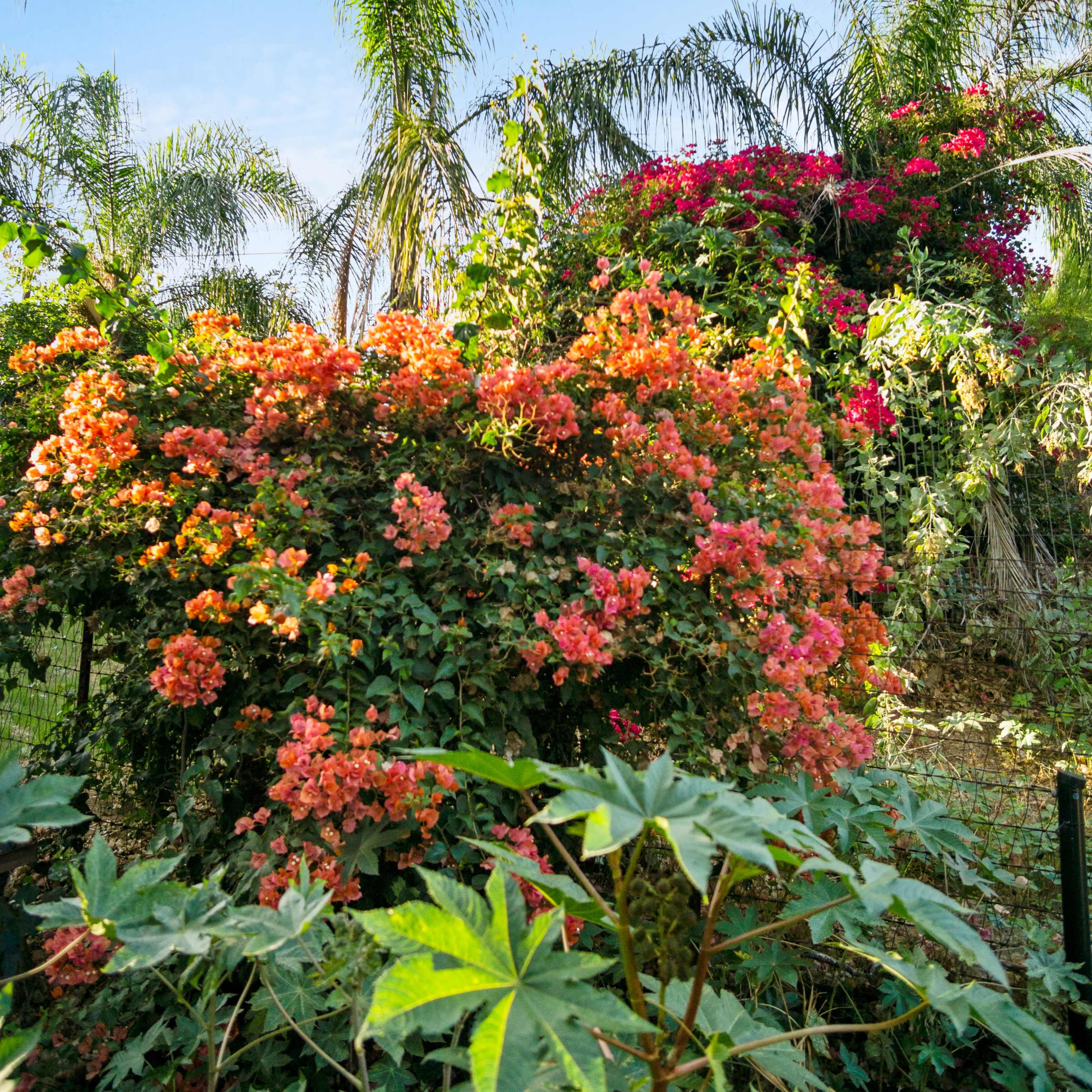 A vibrant garden features blooming orange bougainvillea surrounded by lush green foliage and palm trees against a blue sky.