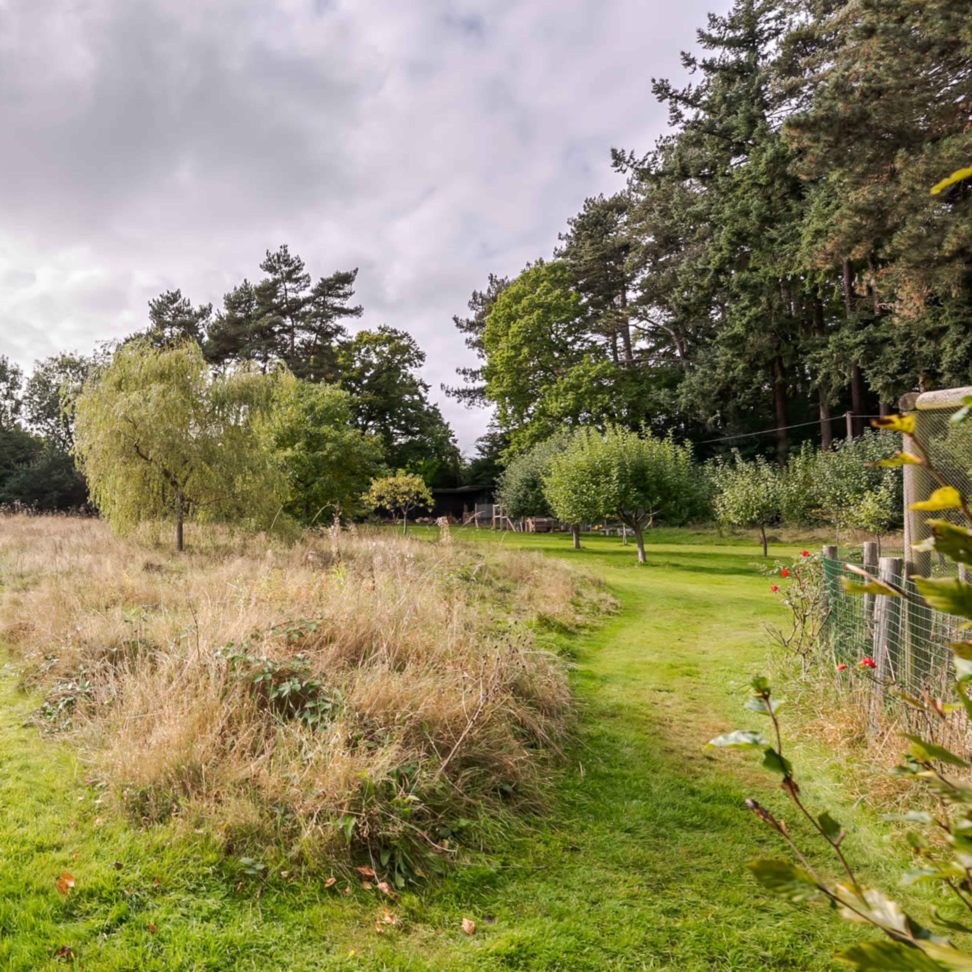 A grassy area features two winding paths leading through tall grass and scattered trees.