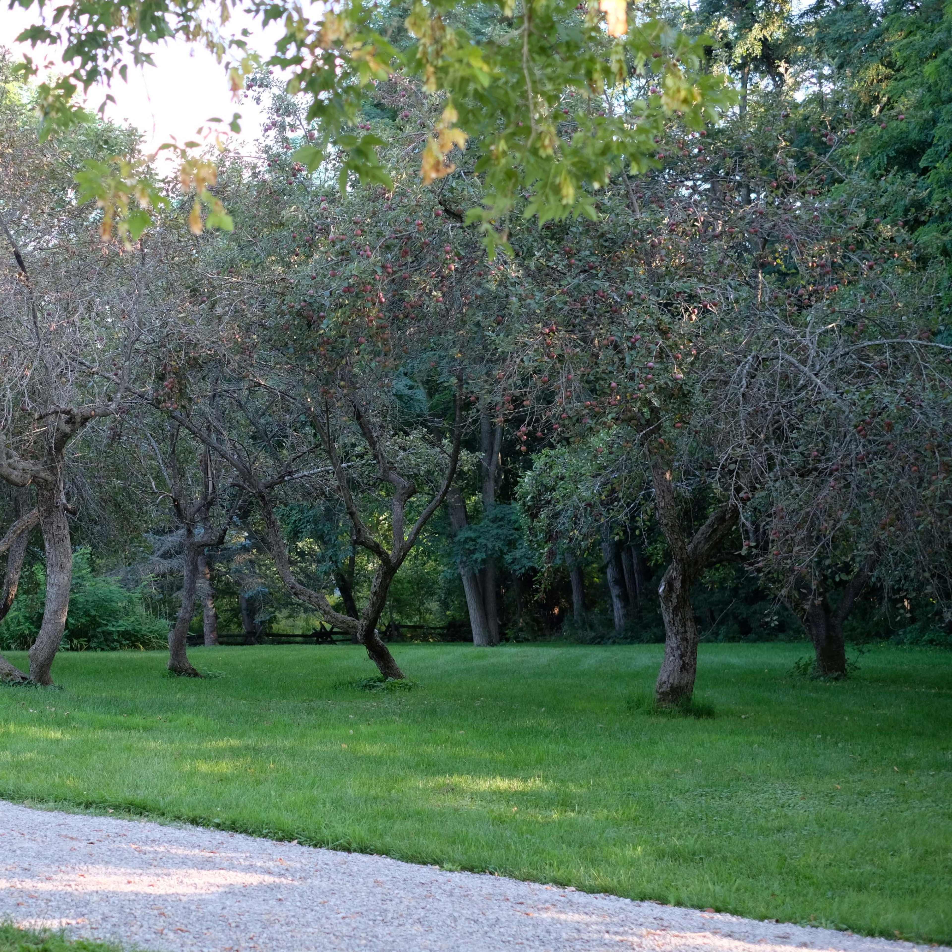 A grassy area with multiple trees and a gravel pathway running through it.