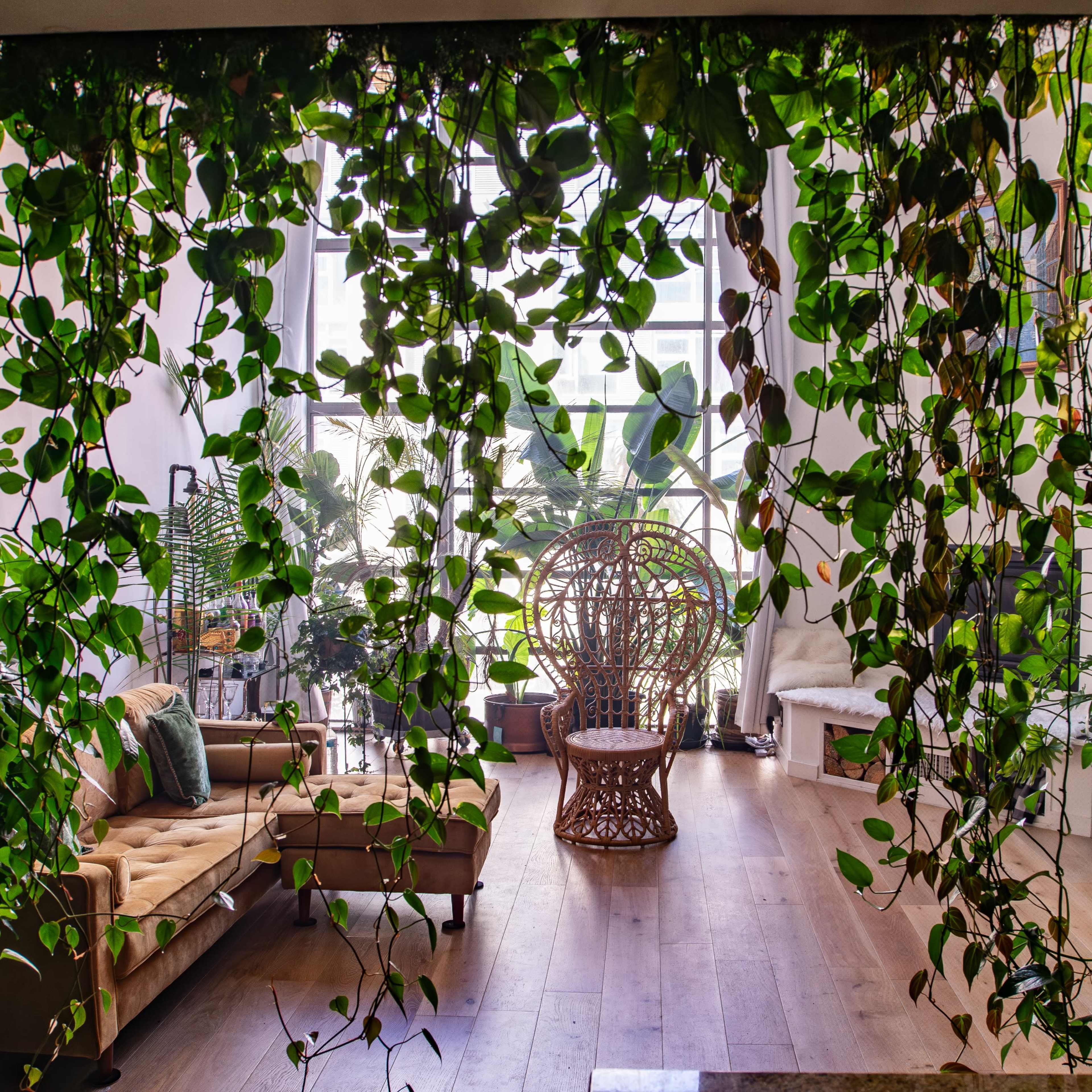 A bright living room adorned with hanging plants, featuring a couch, a woven chair, and large windows that allow natural light to fill the space.