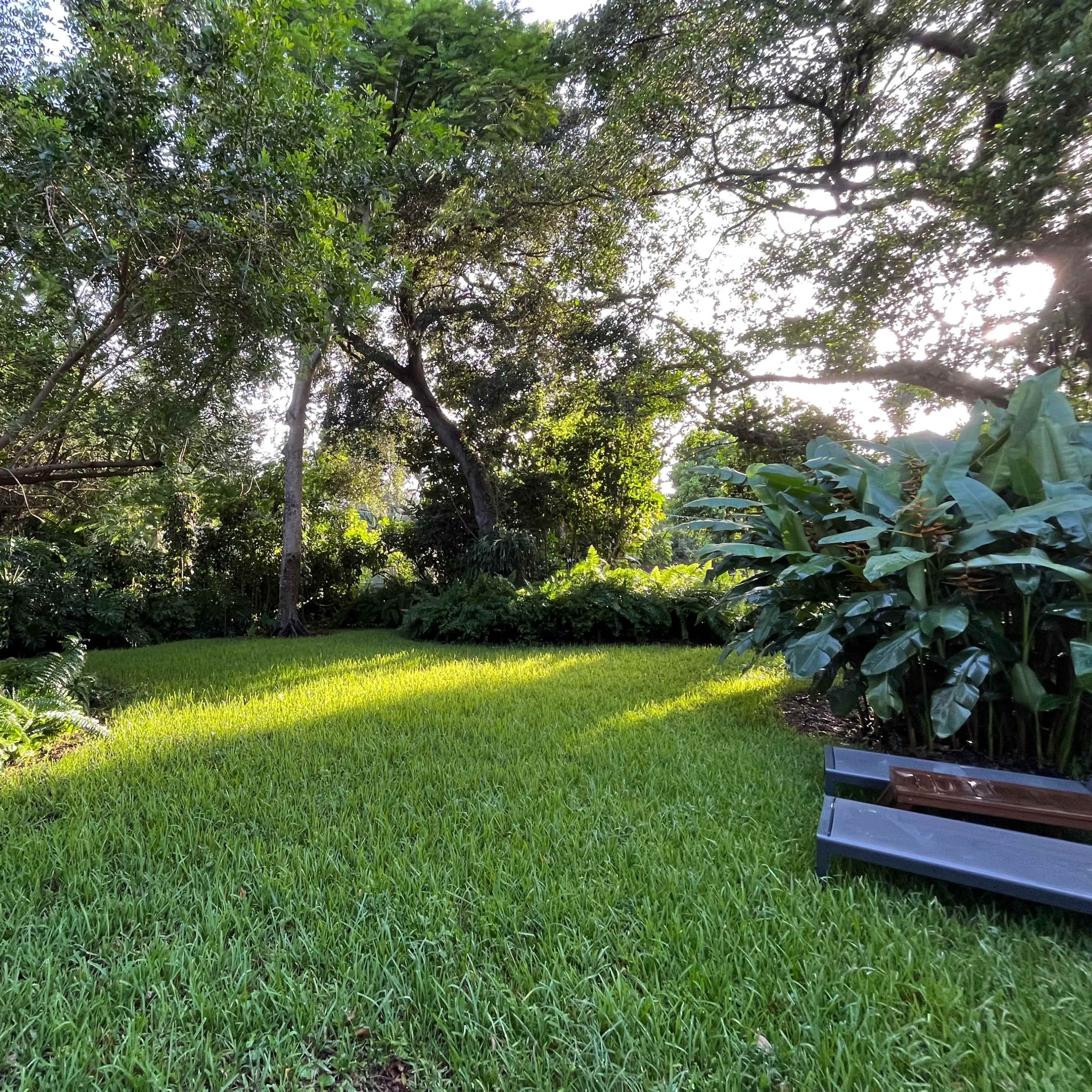 A lush green garden with a clear patch of grass, surrounded by trees and large plants, and a white birdcage on the left.