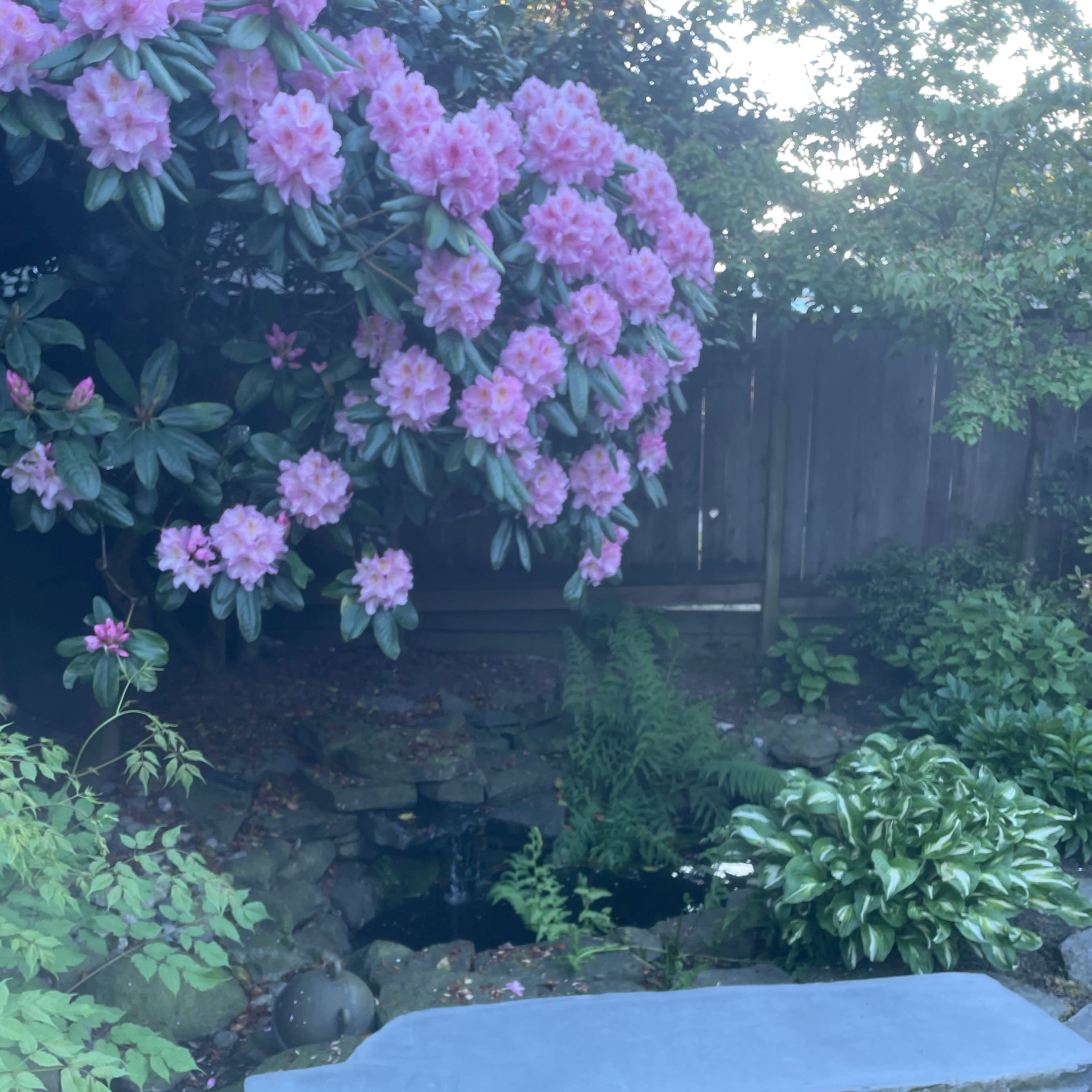 A stone bench sits beside a pond surrounded by lush greenery and blooming pink rhododendron flowers.