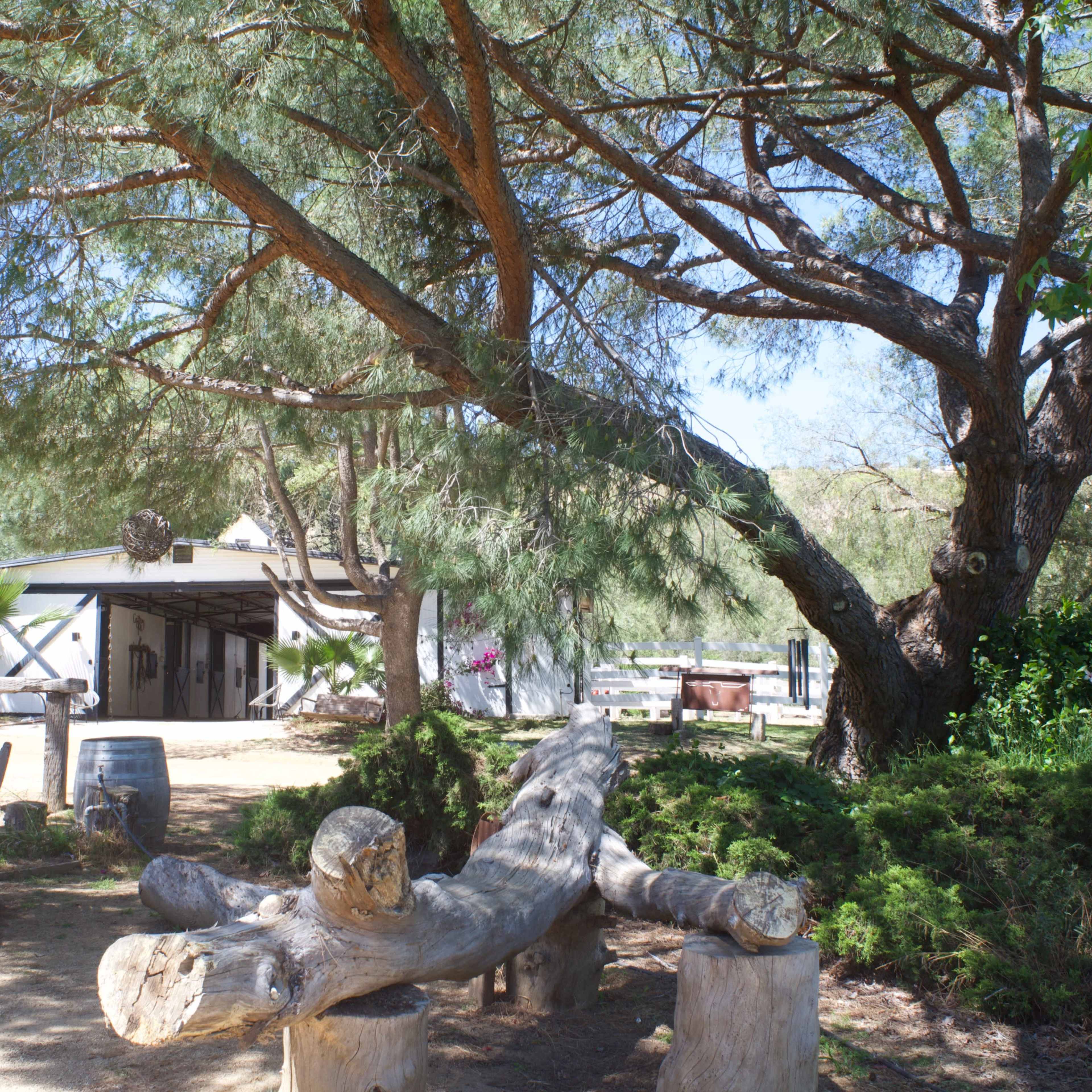 A wooden log bench sits under a large tree, with a table and chairs nearby in a shaded outdoor area next to a barn.
