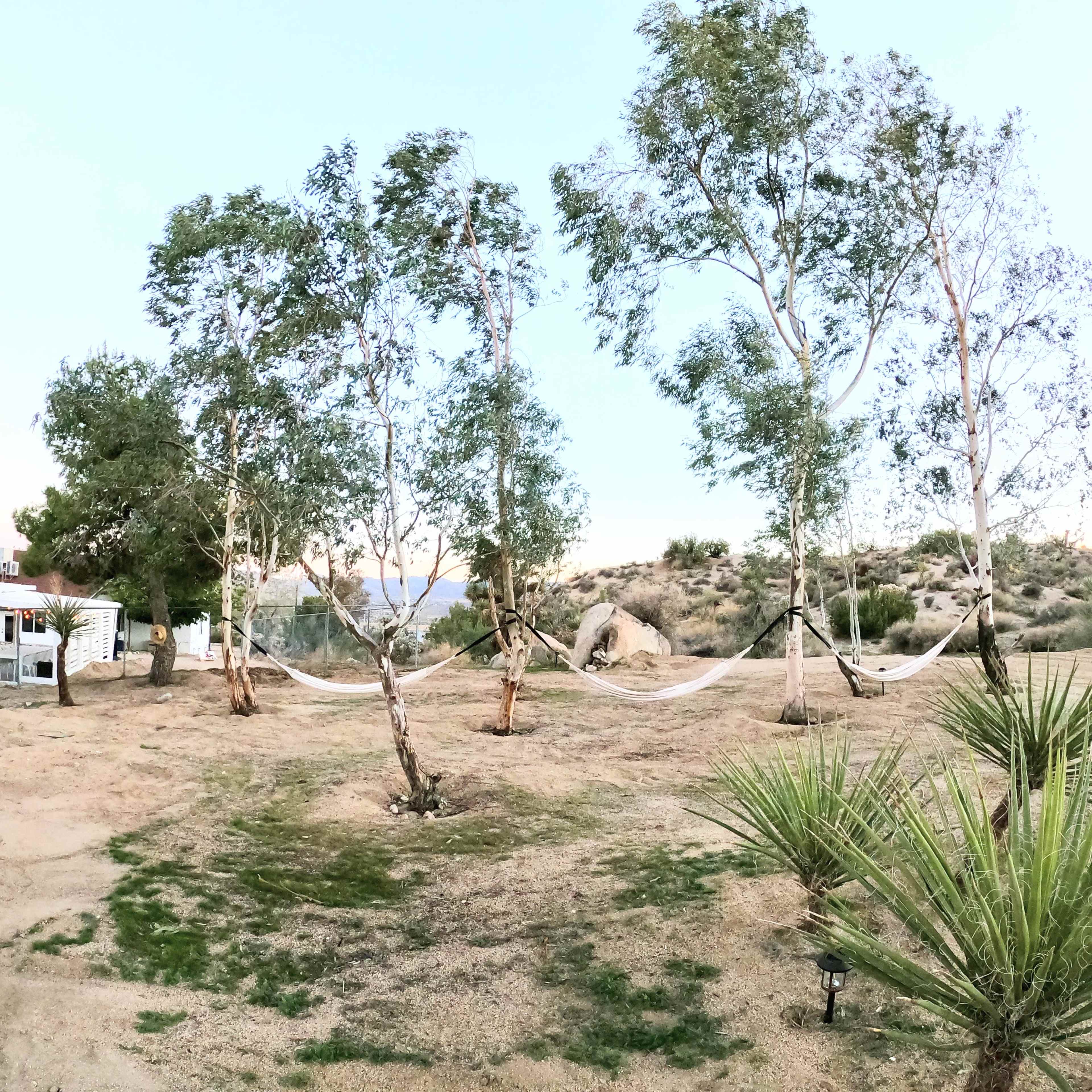 Two hammocks suspended between three trees in a desert landscape with sparse vegetation.