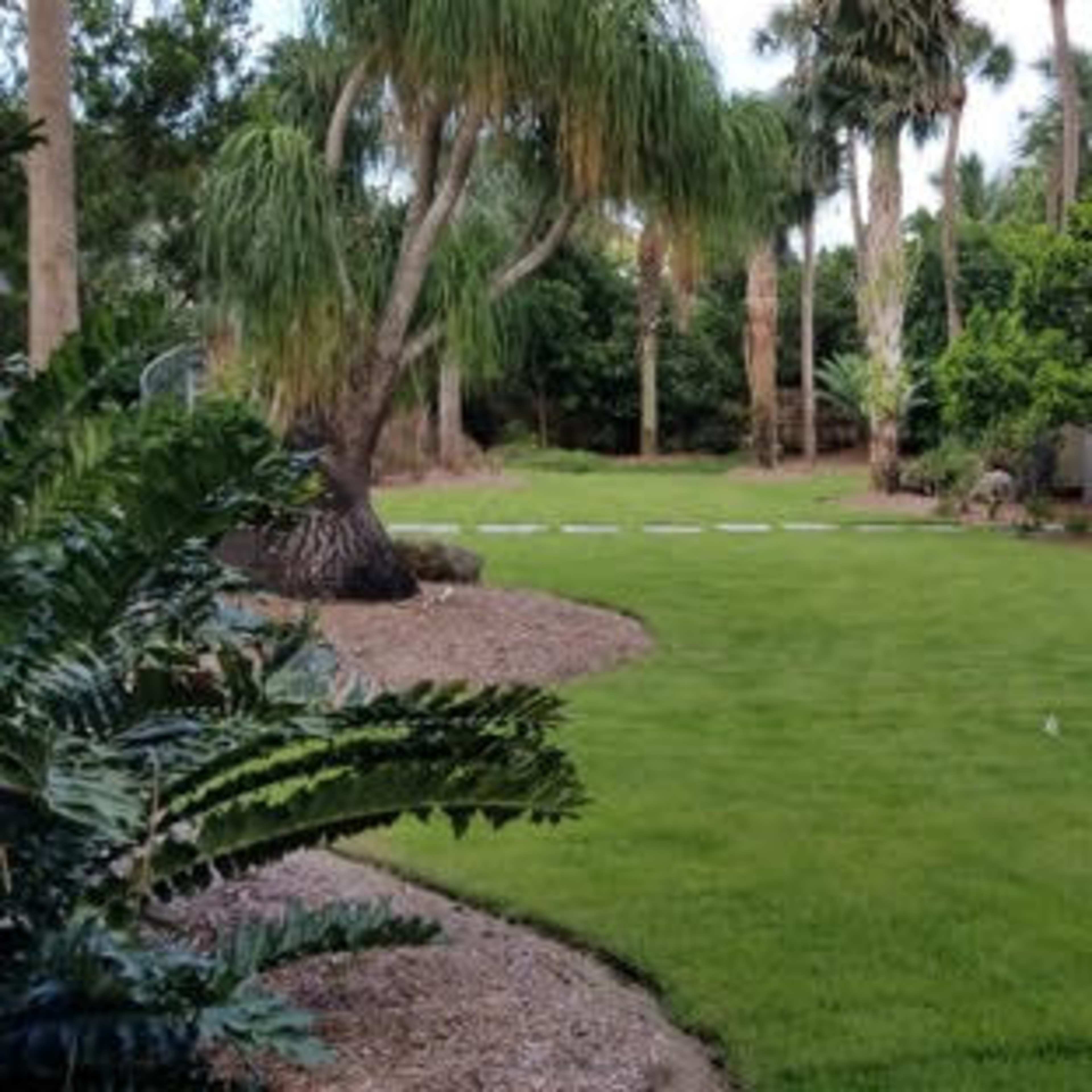 A lush green lawn surrounded by palm trees and tropical plants, with a patio area and pathway in the background.