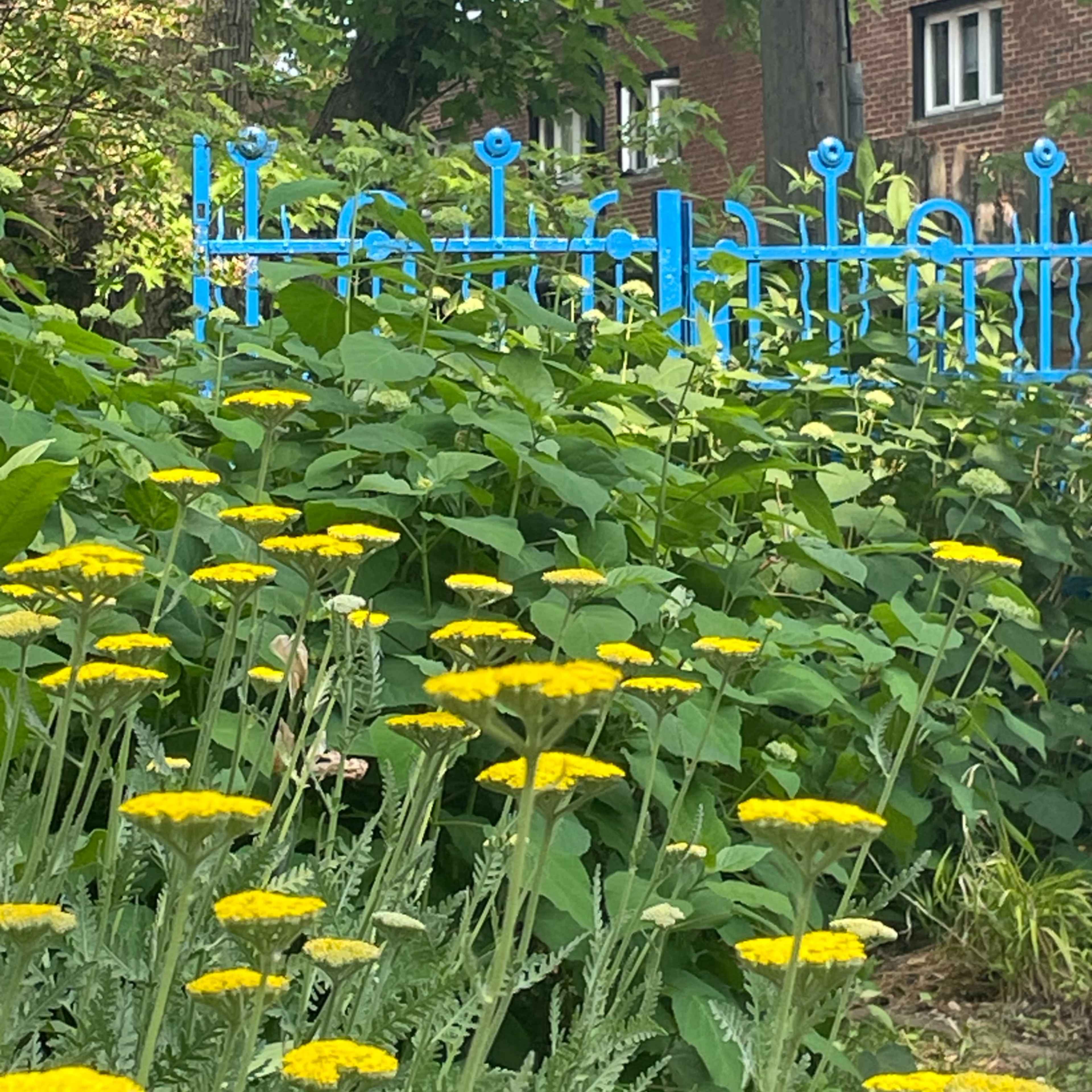 Yellow flowers bloom in front of a blue iron gate, with a brick building partially visible in the background.