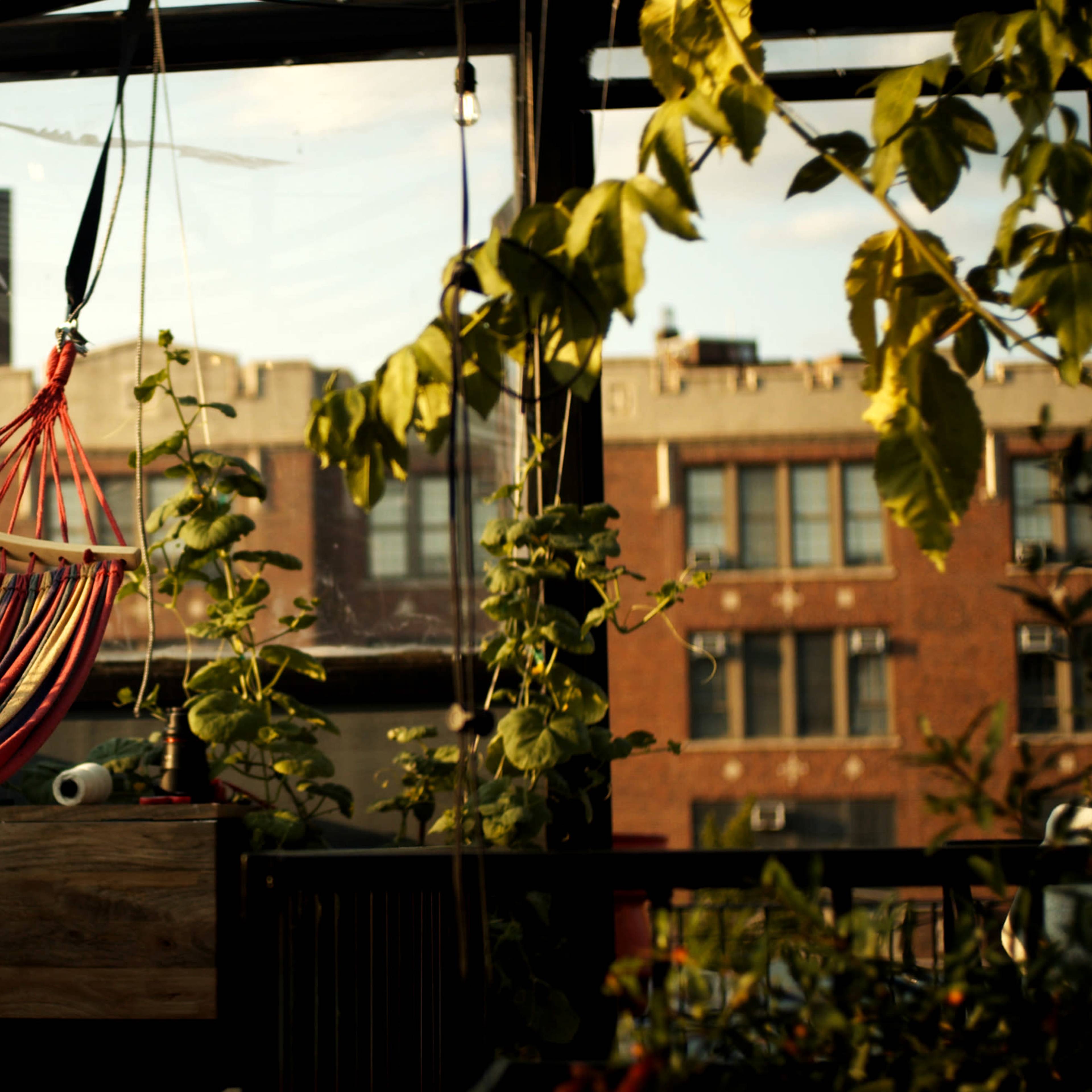 A colorful hammock hangs inside a greenhouse surrounded by plants, with city buildings visible through the glass walls.