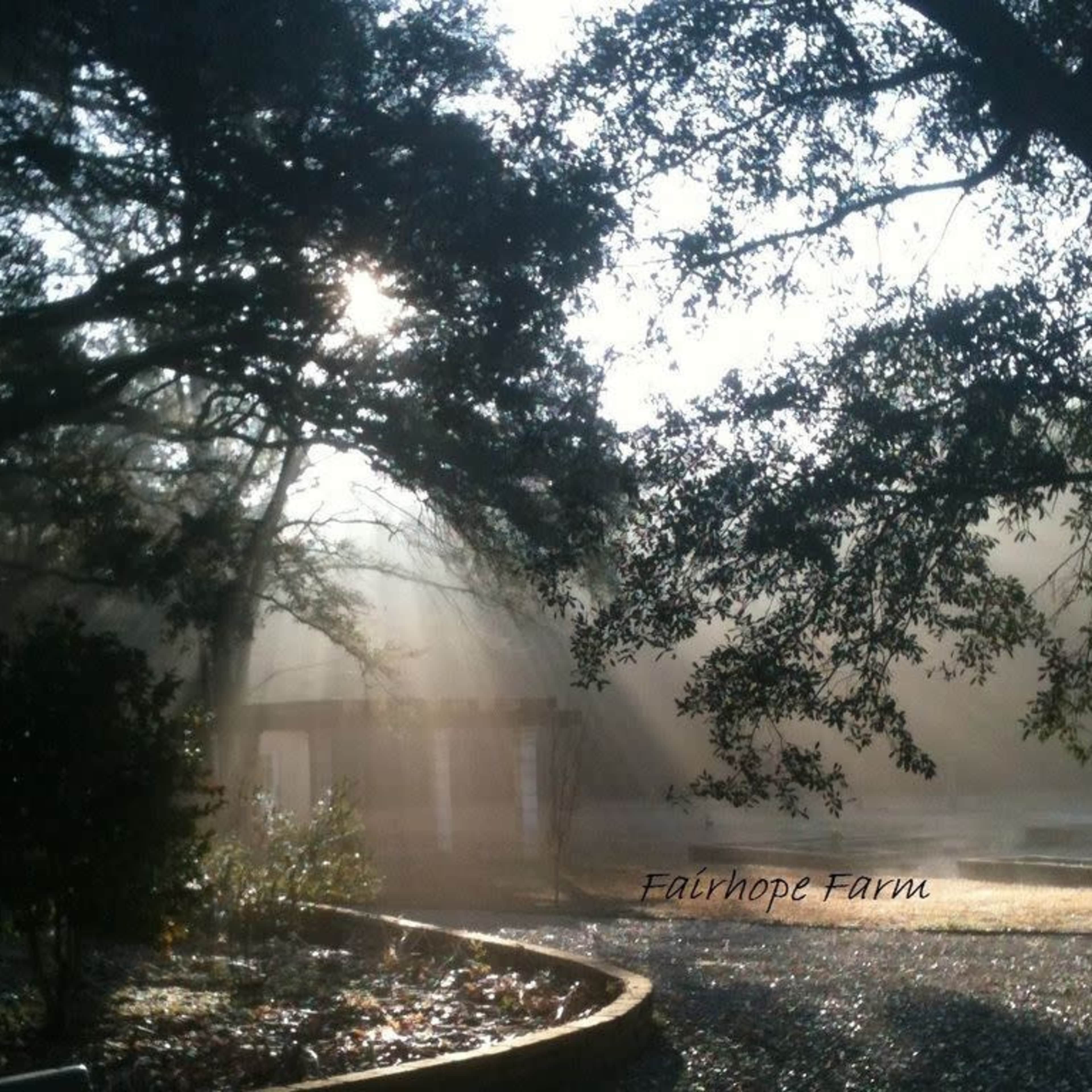 Sunlight filters through trees, casting beams of light onto a misty farm scene.