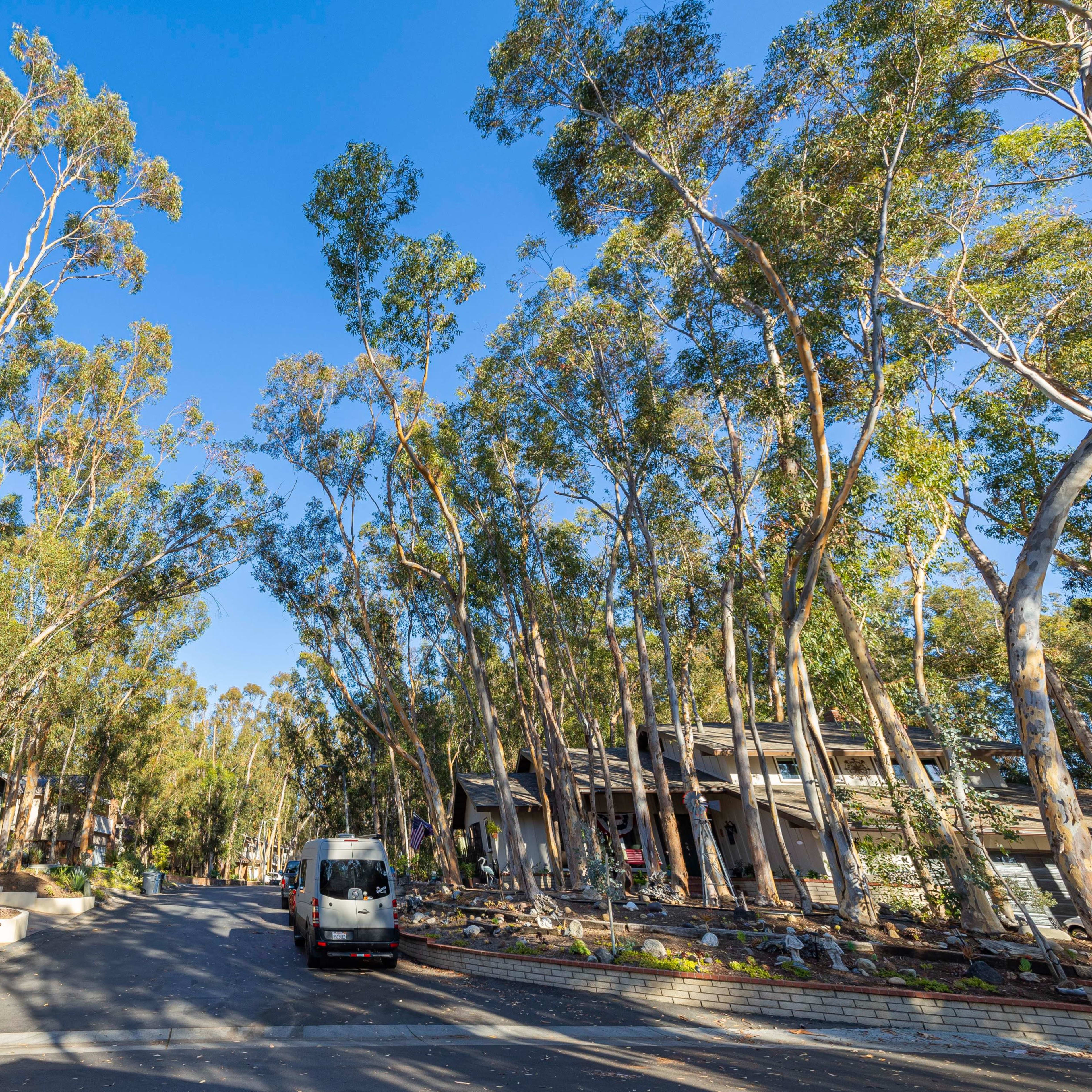 A van drives down a tree-lined street with tall eucalyptus trees on either side and residential homes in the background.