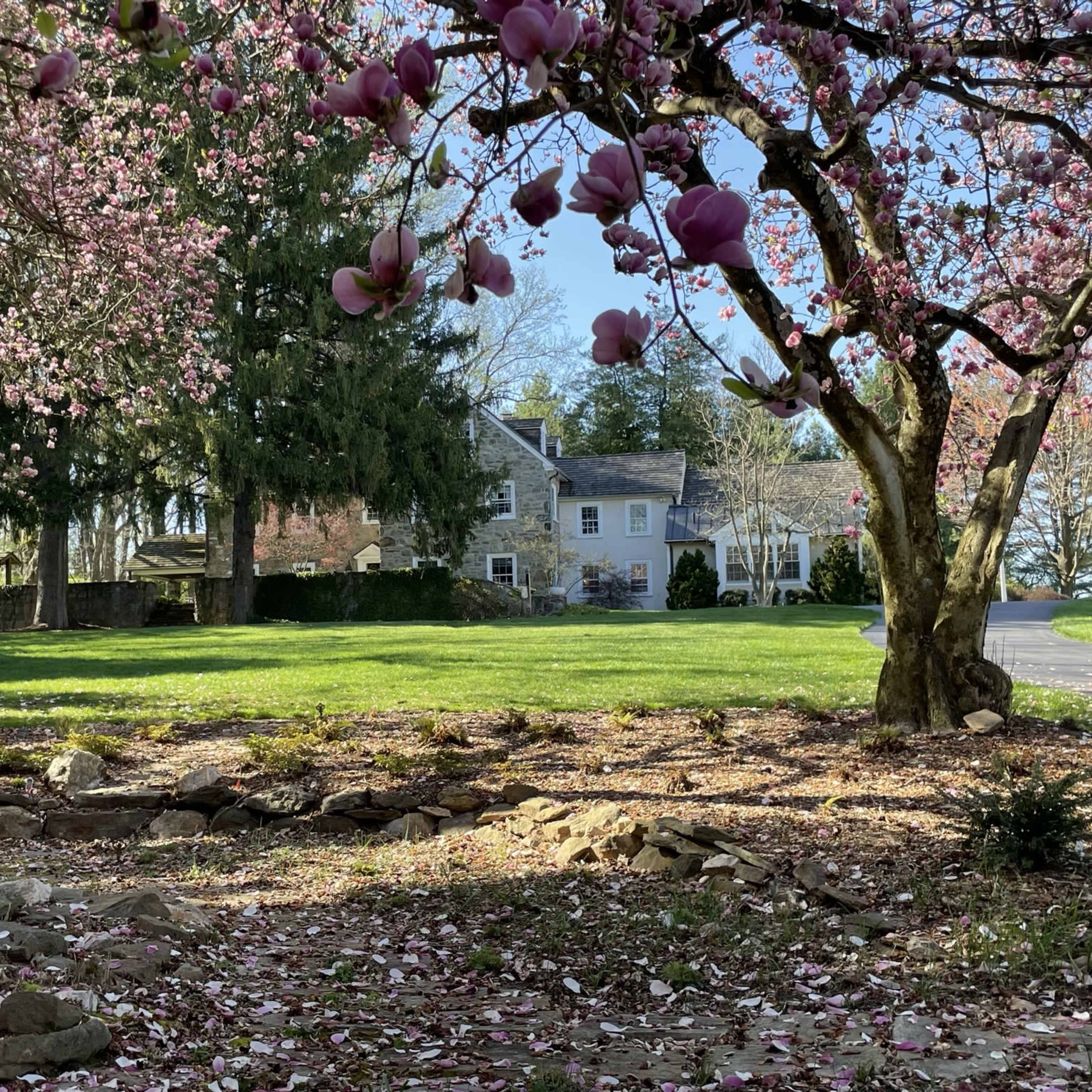 A large house is visible in the background, surrounded by green lawns and trees, with pink magnolia flowers blooming in the foreground.
