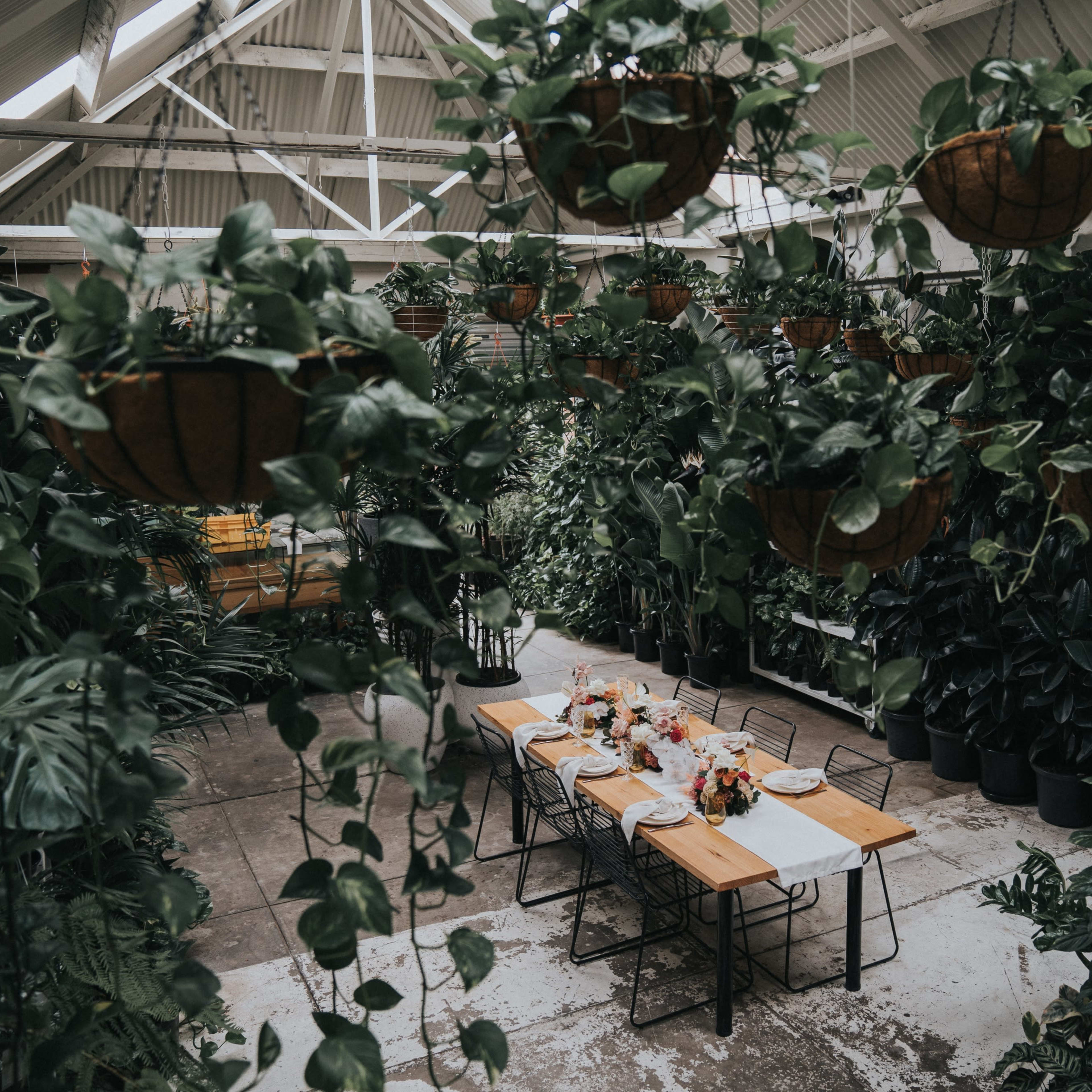 A rustic greenhouse filled with hanging planters and a wooden dining table set with flowers.