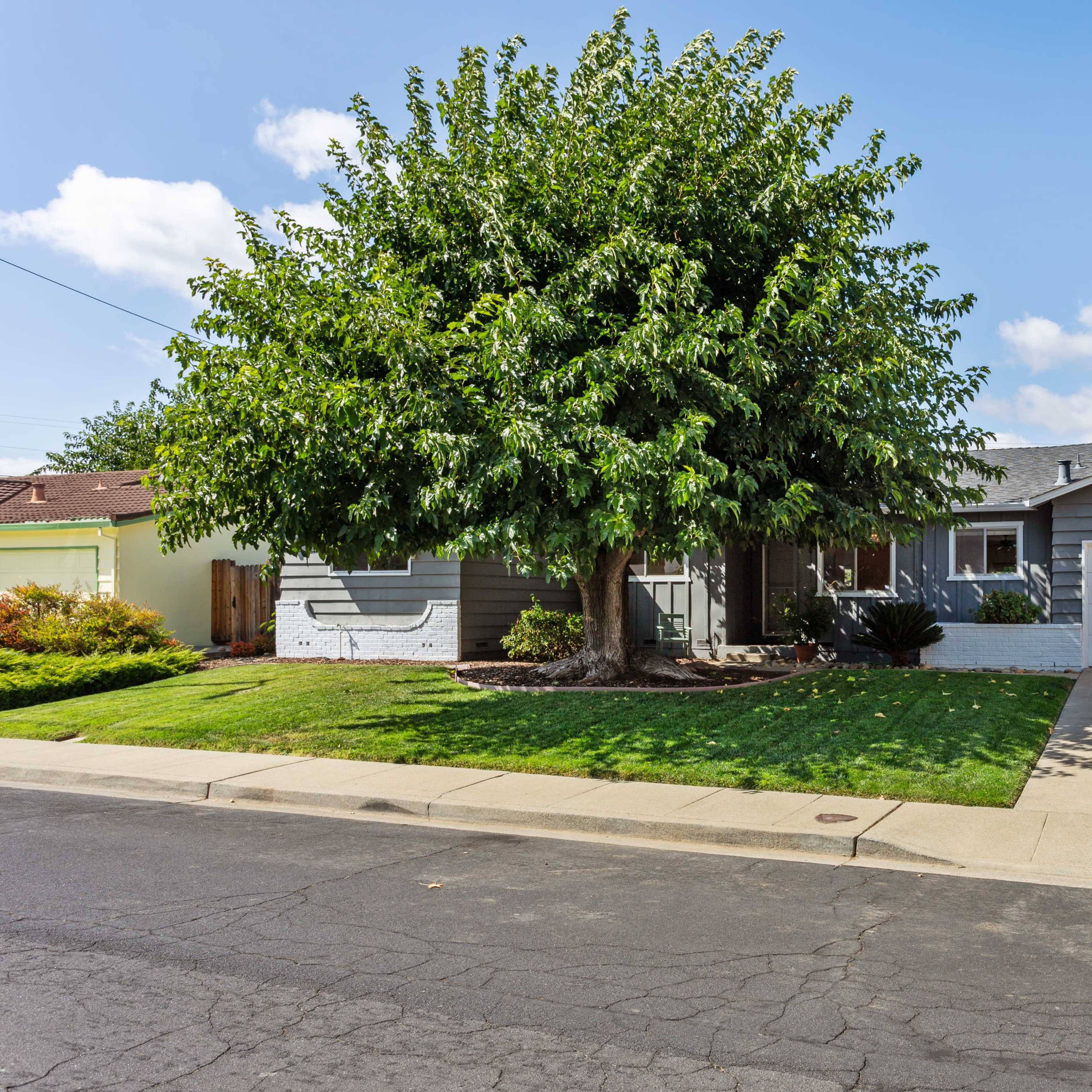 A single-story gray house with a large tree in the front yard and a two-car garage on a residential street.