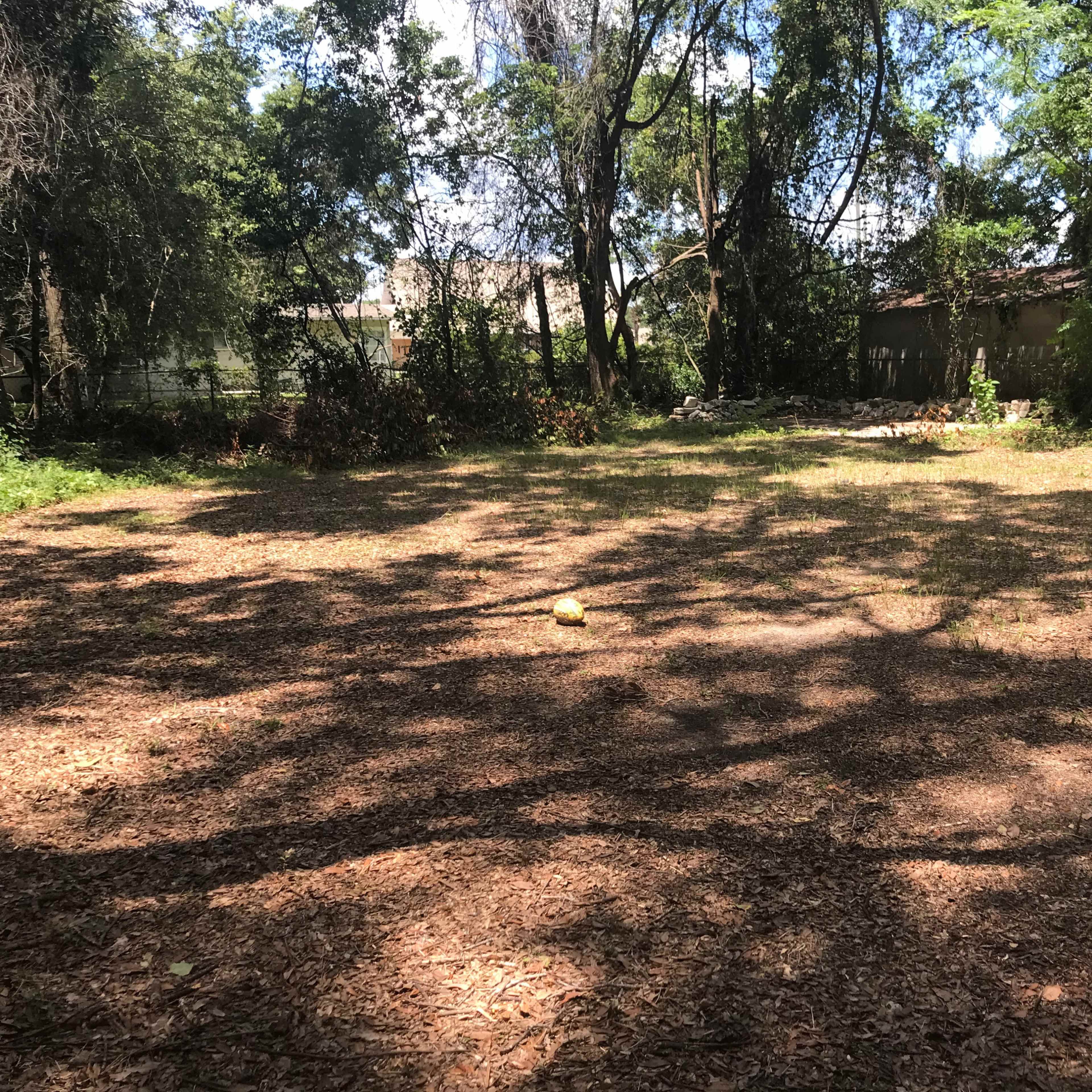 A cleared, grassy area surrounded by trees and scattered shadows.