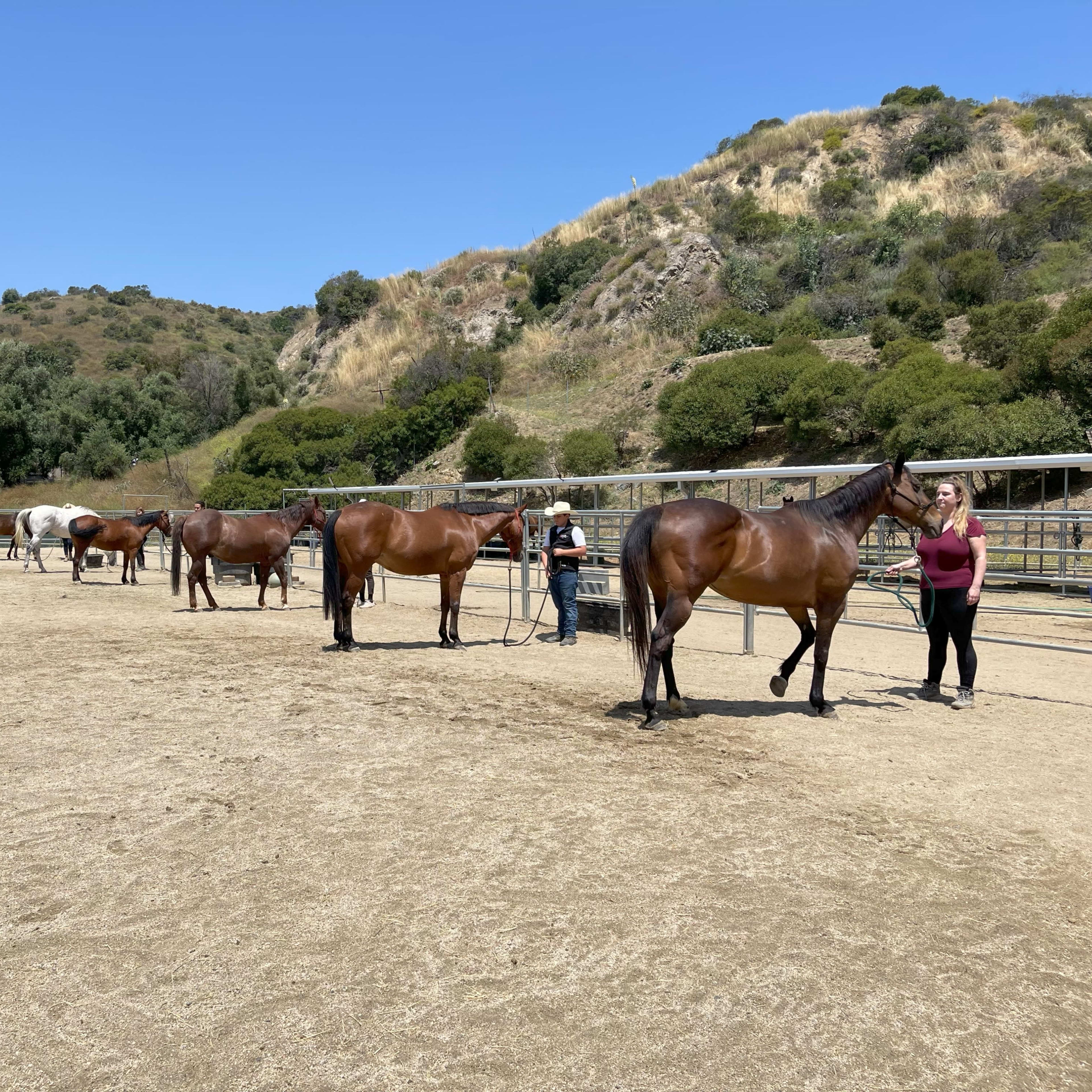 A group of horses stands in a training pen while several individuals attend to them under a clear blue sky.