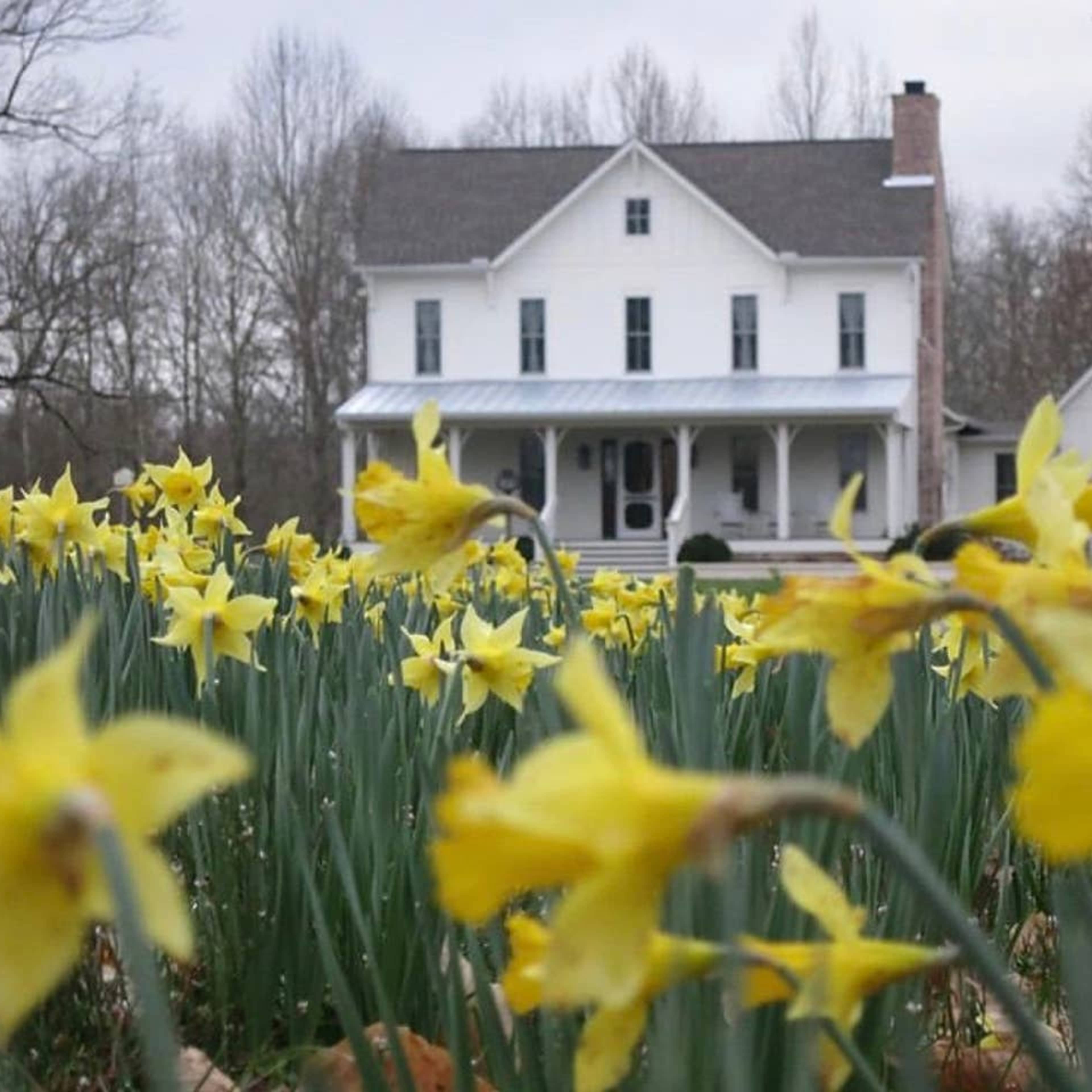 A white house stands in the background, surrounded by a field of blooming yellow daffodils.