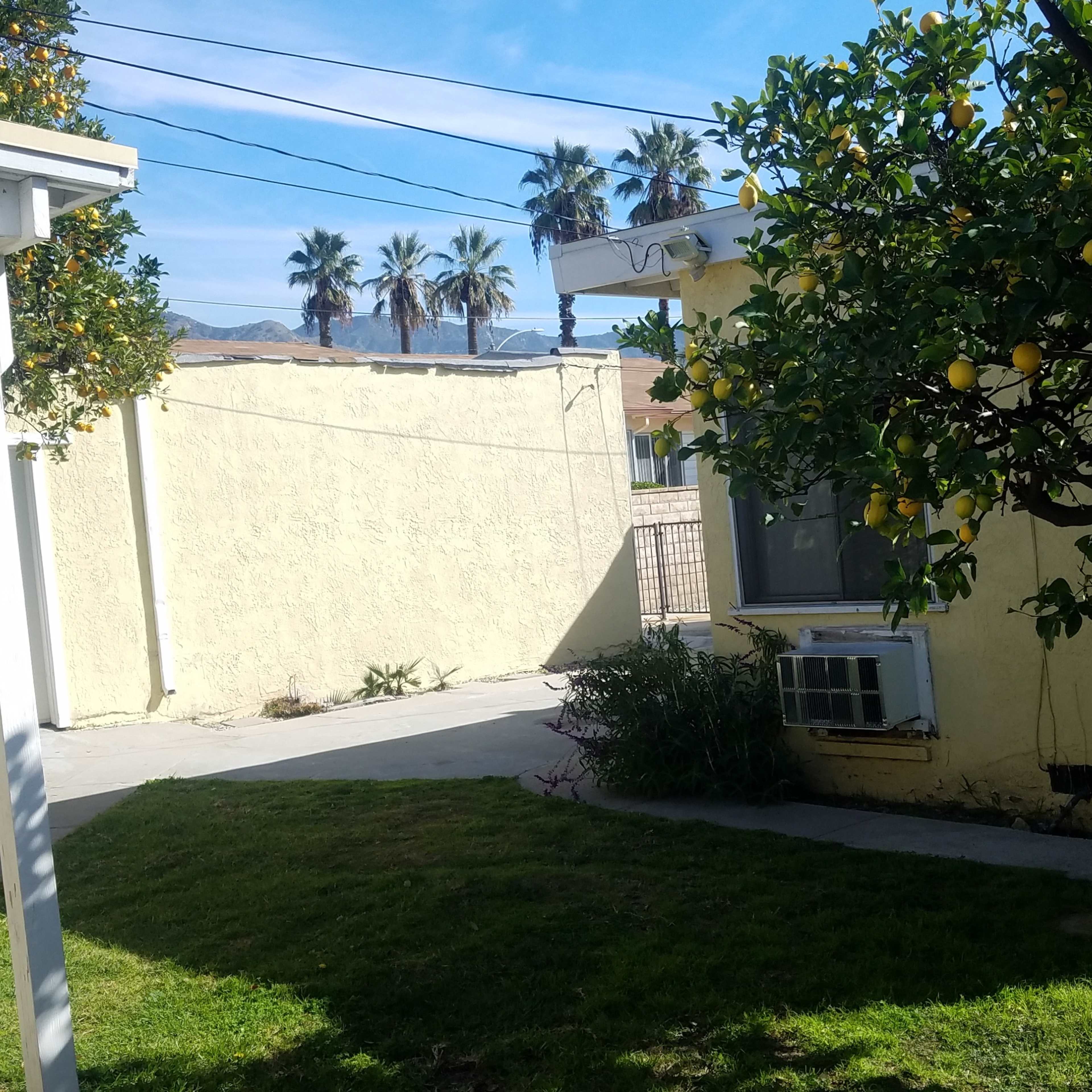 A lemon tree stands to the right, next to a small patch of grass and a residential building with a yellow exterior in a sunny courtyard setting.