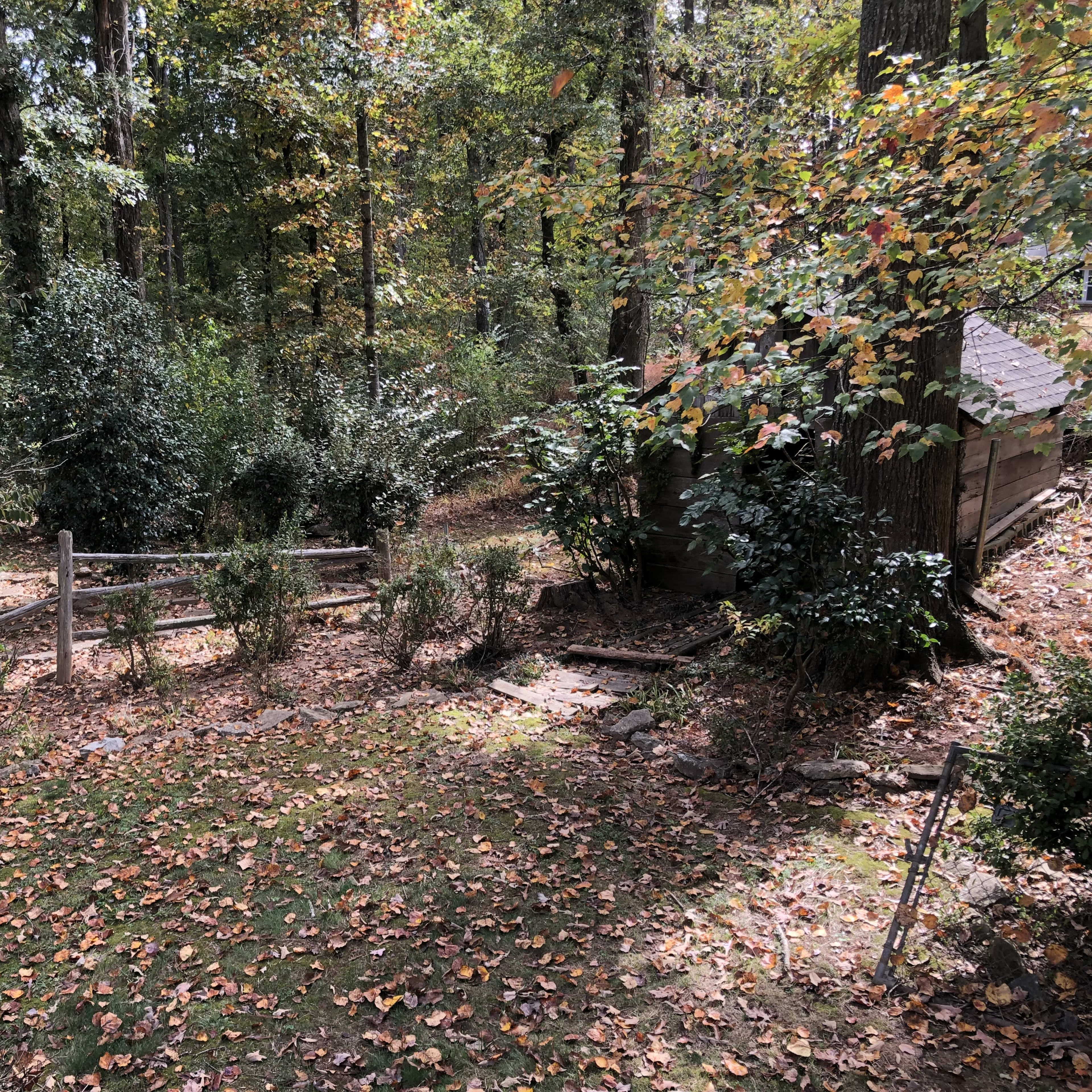 A wooded area with scattered fallen leaves, a rustic wooden fence, and a small shed partially obscured by trees and shrubs.