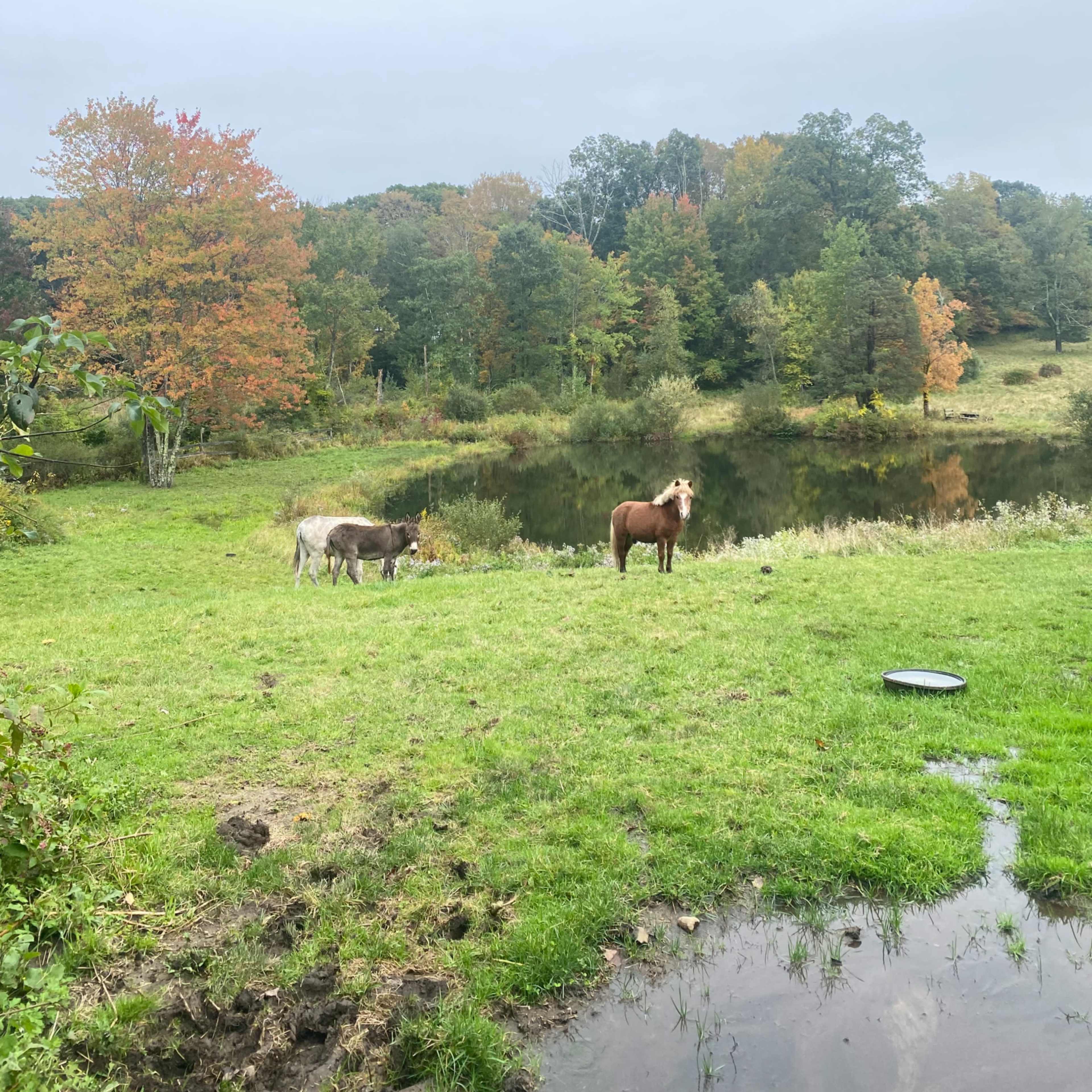 Outdoor Farm with Barn Image in New Fairfield, New Fairfield, CT