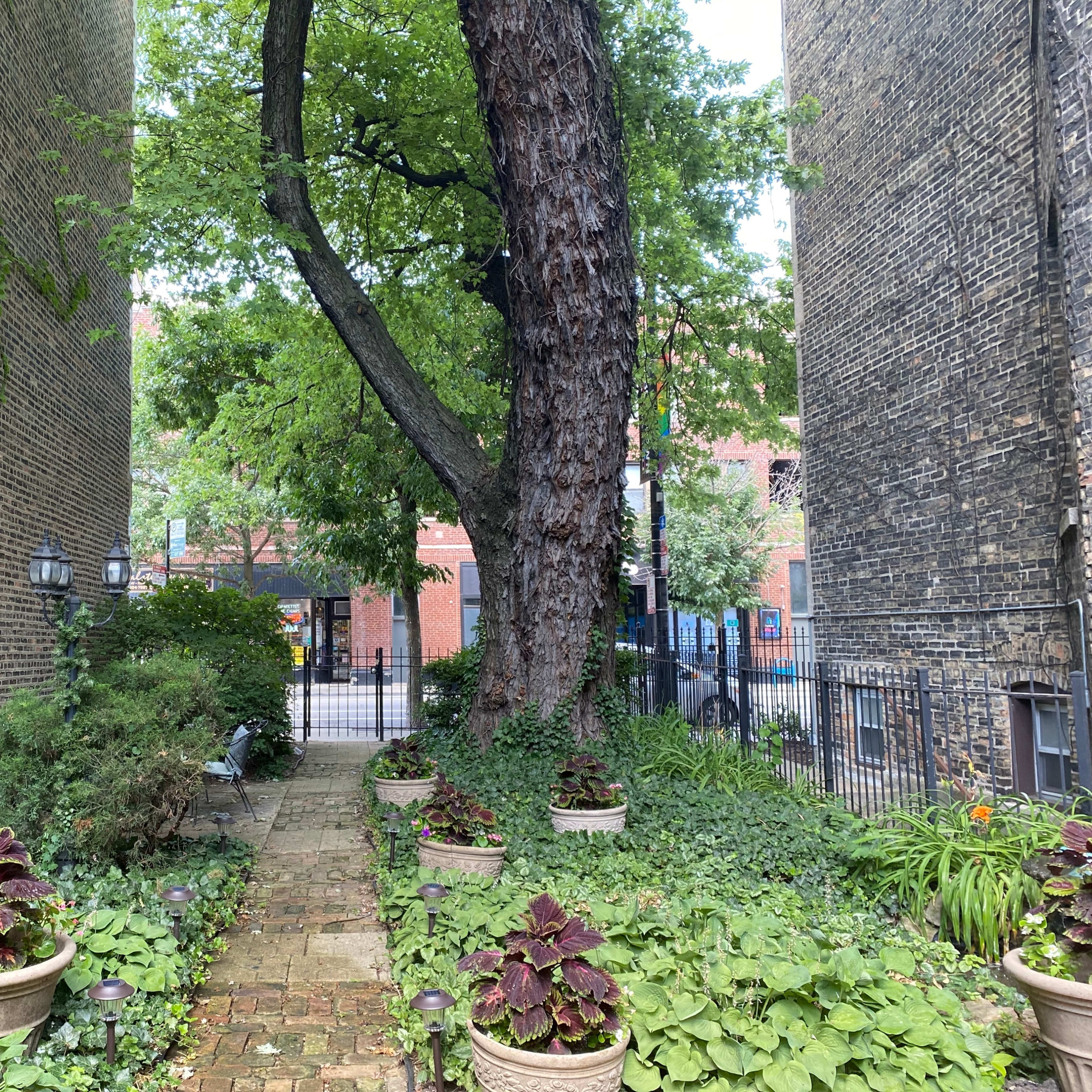 A narrow walkway lined with planters and greenery leads to a fenced area with a street visible in the background.