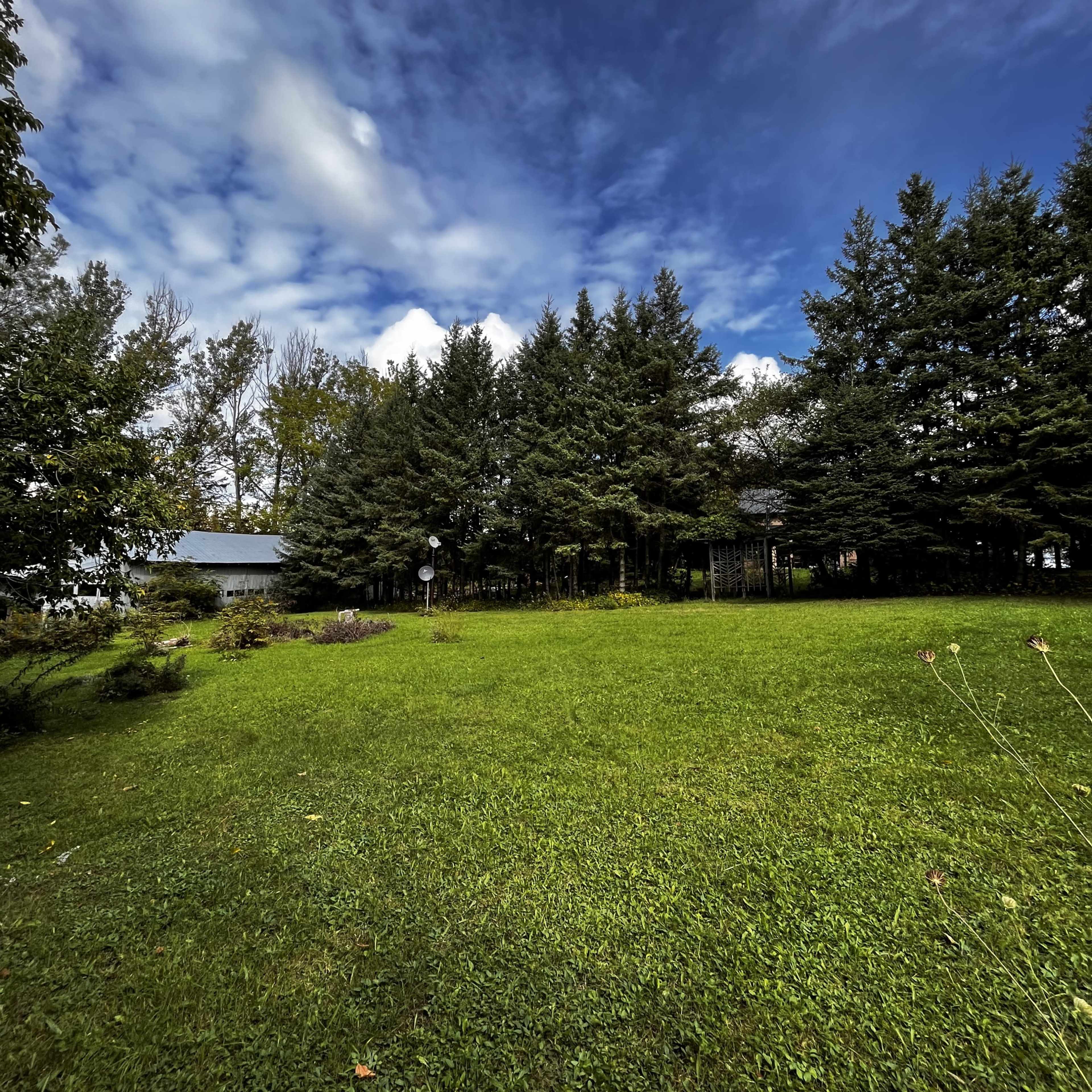 A grassy area is bordered by a dense line of tall evergreen trees under a partly cloudy sky.