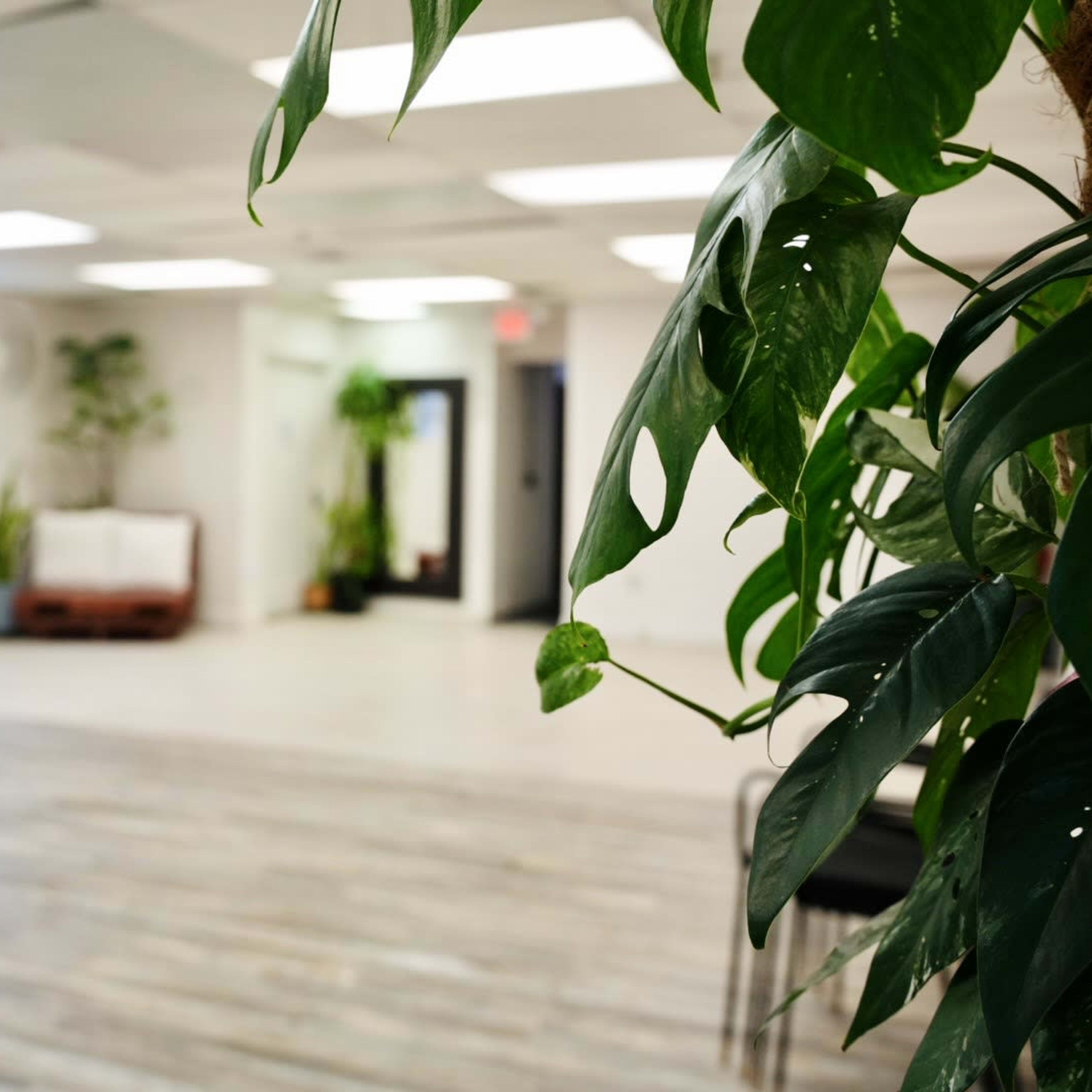 A bright, open indoor space with plants and a seating area, characterized by wooden flooring and flat, white walls.