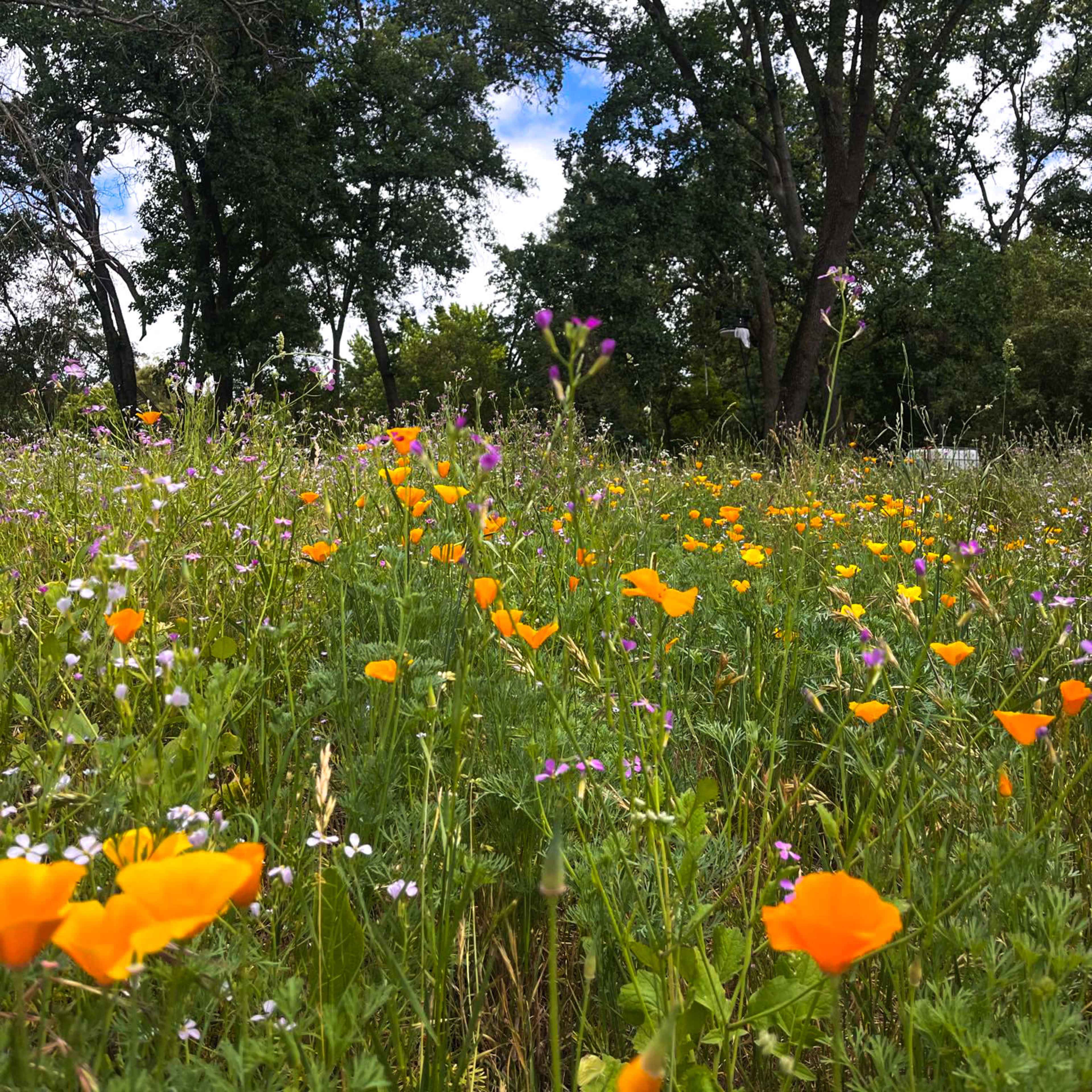 Private Forest in the middle of the city! Image in Citrus Heights, Citrus Heights, CA