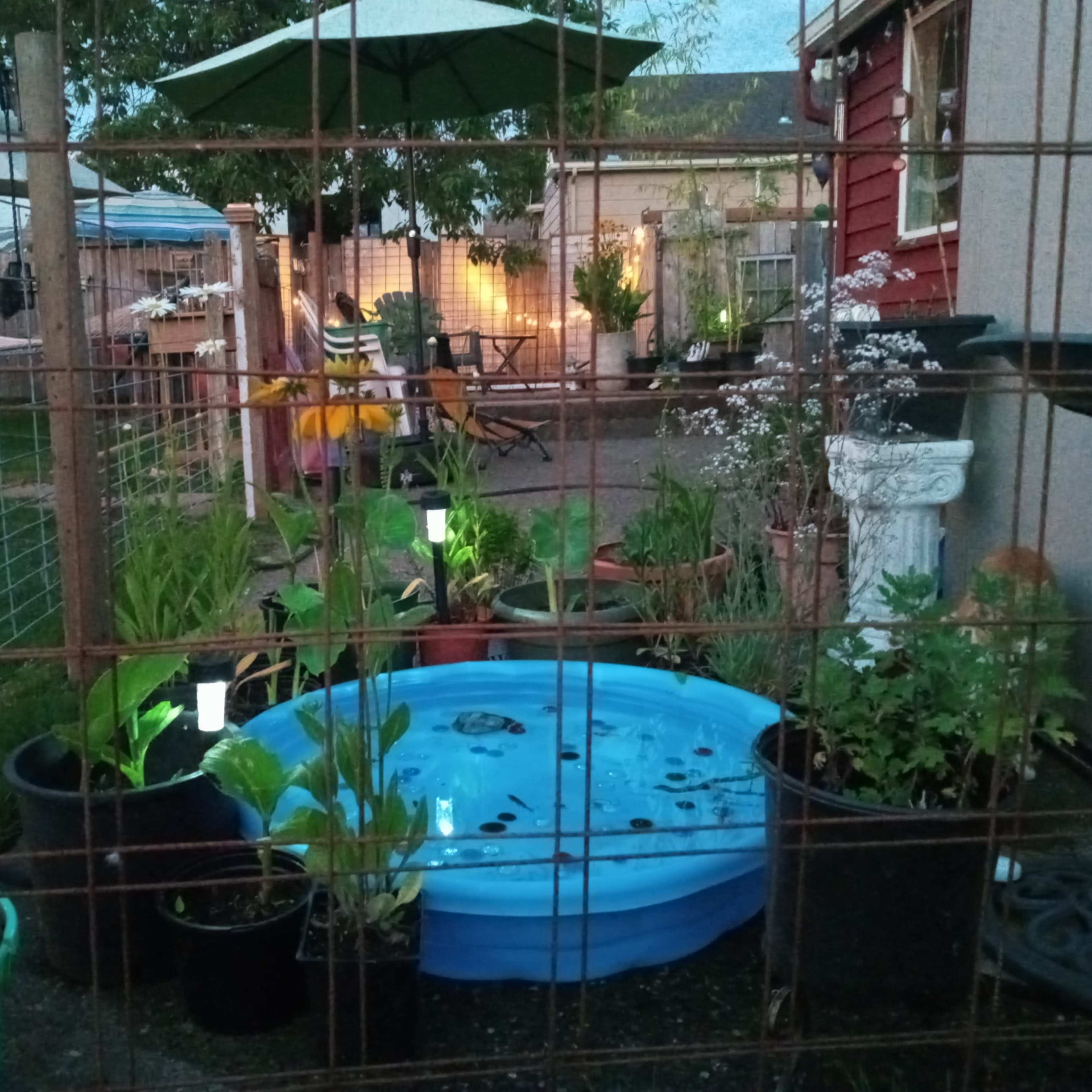 A fenced garden area features a small blue kiddie pool surrounded by potted plants, with ambient lighting visible in the background.
