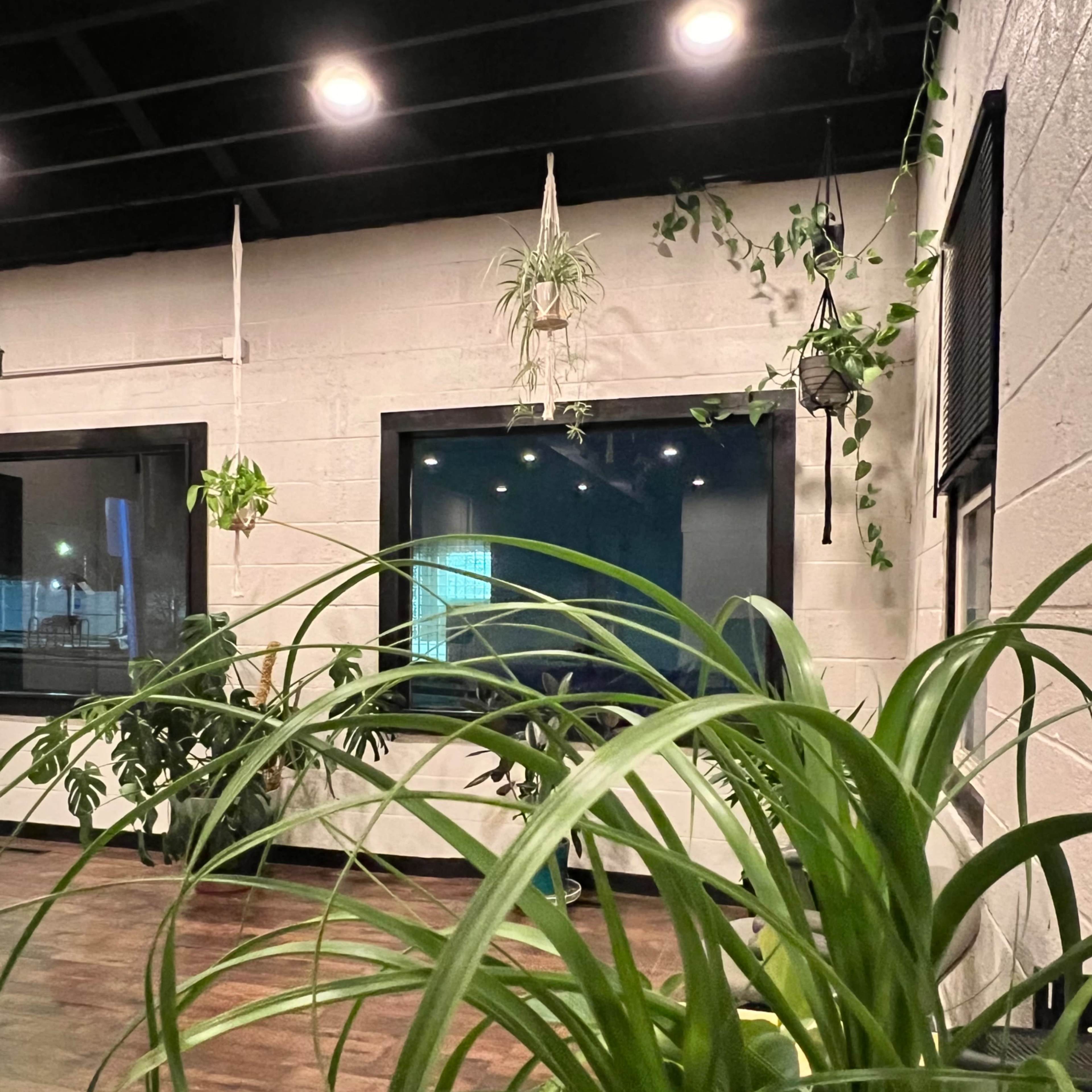 A well-lit room with hanging plants and large windows, with greenery on the floor and walls.