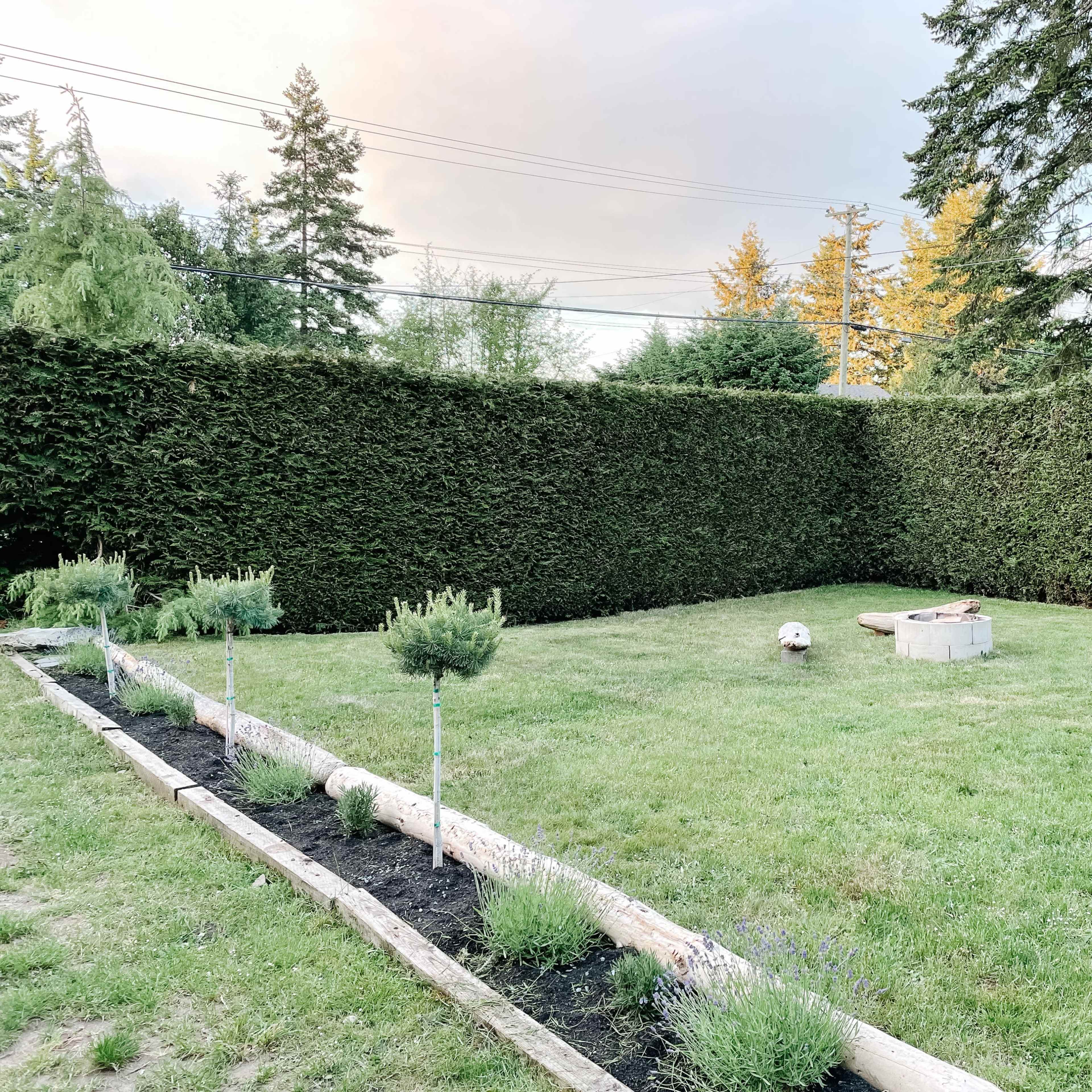 A grassy backyard is enclosed by tall hedges, featuring a stone fire pit at its center and several plants along the perimeter.