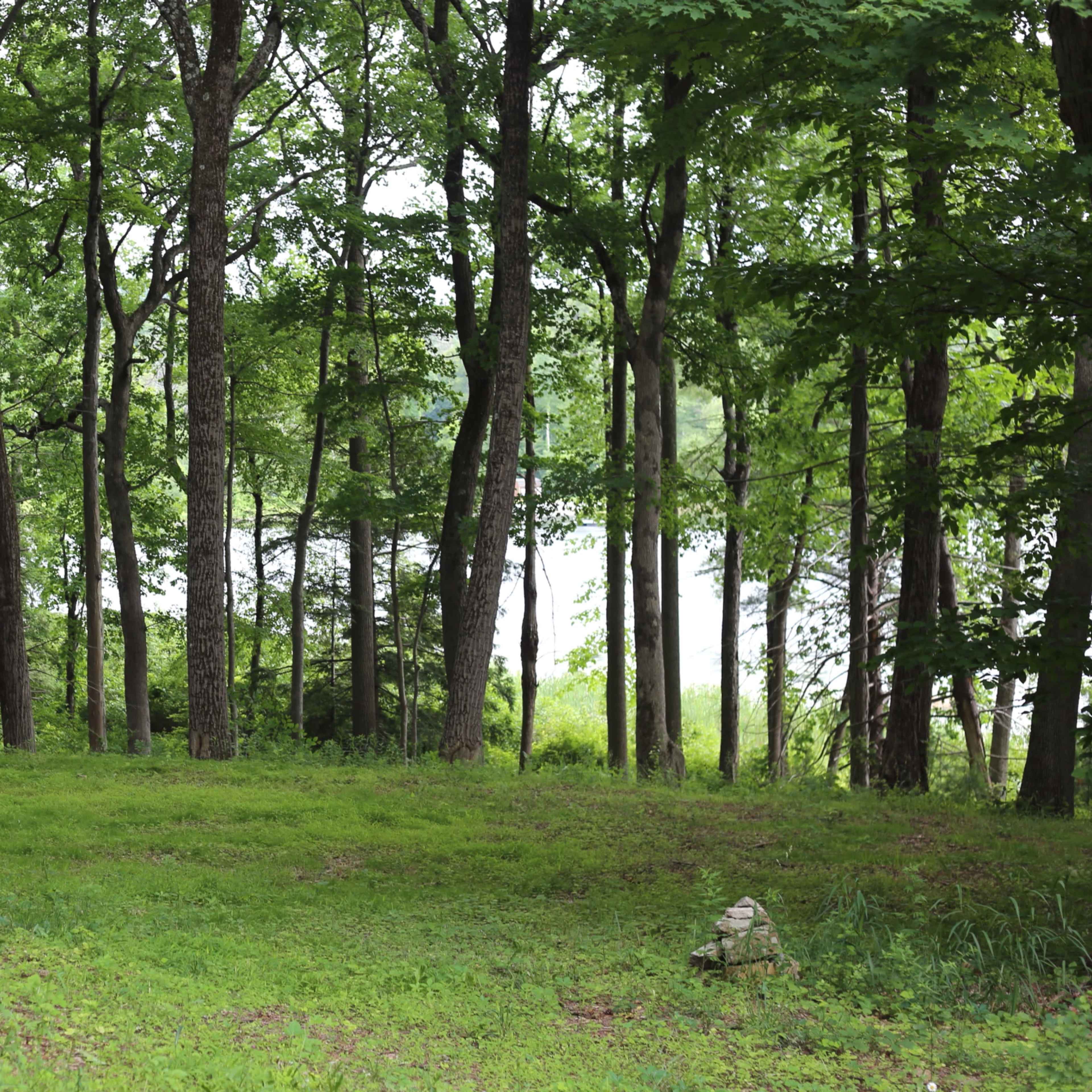 A grassy clearing is surrounded by tall trees in a forest.